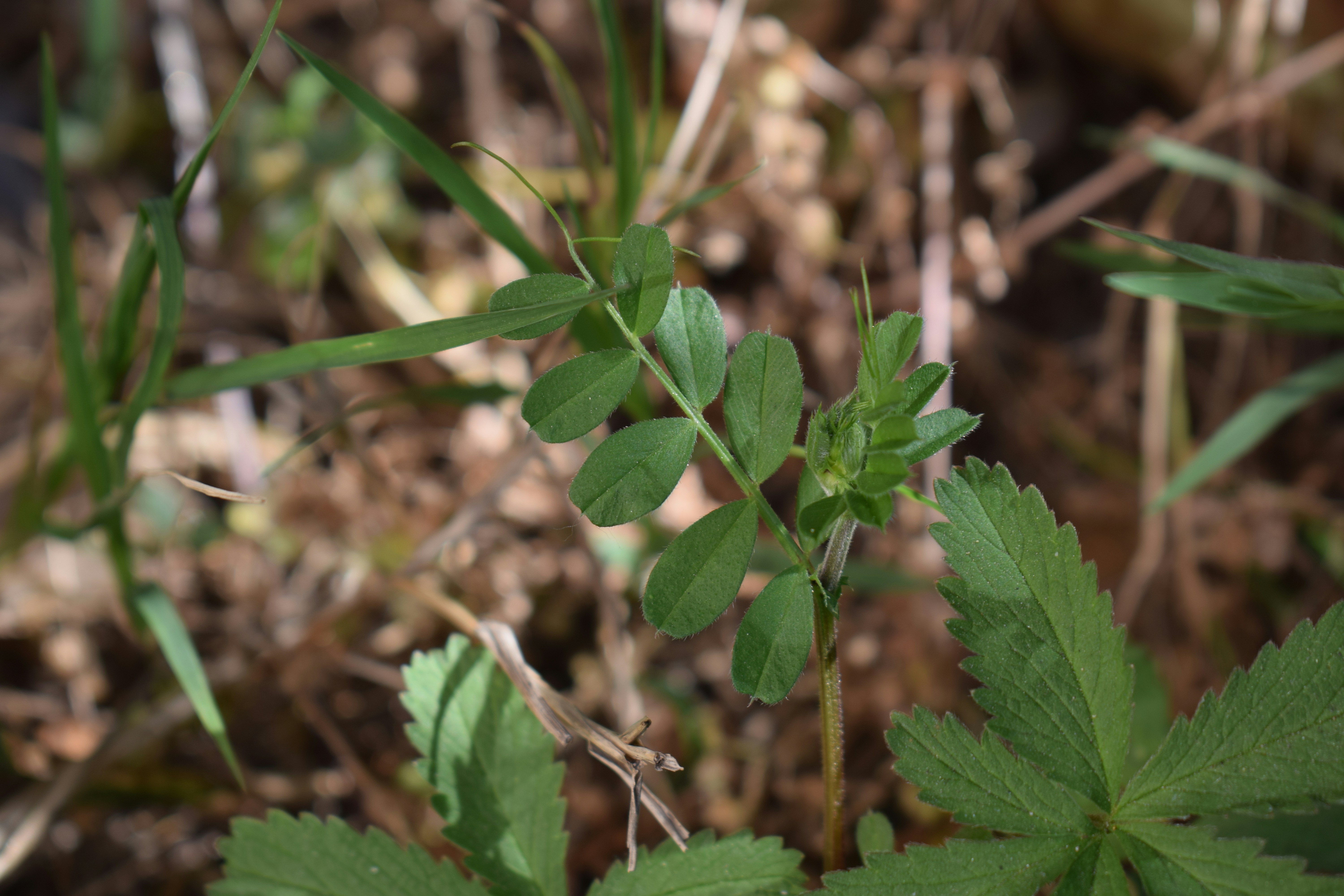 Green clover leaves growing in dry grass.