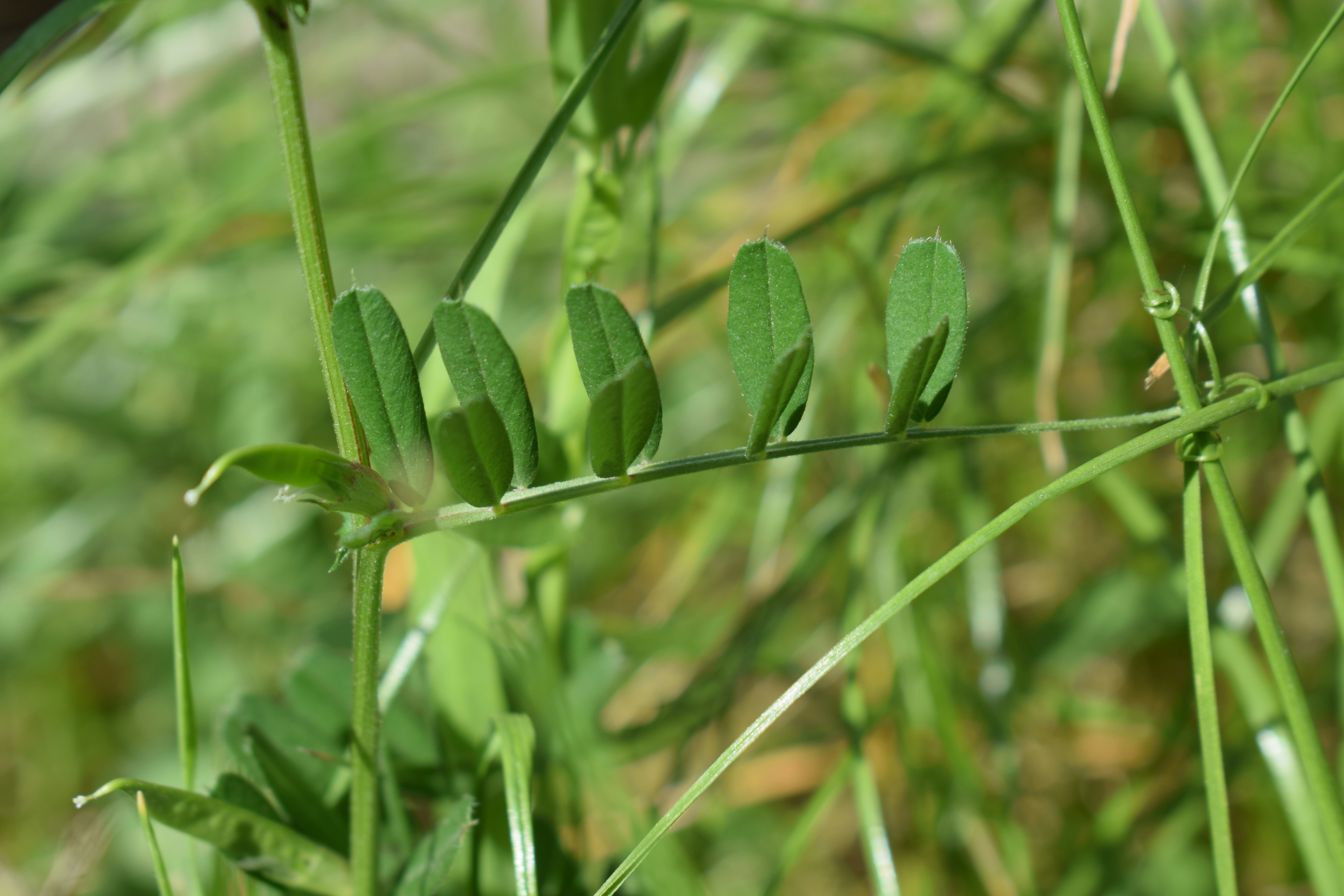 Green leaves and stems of a plant