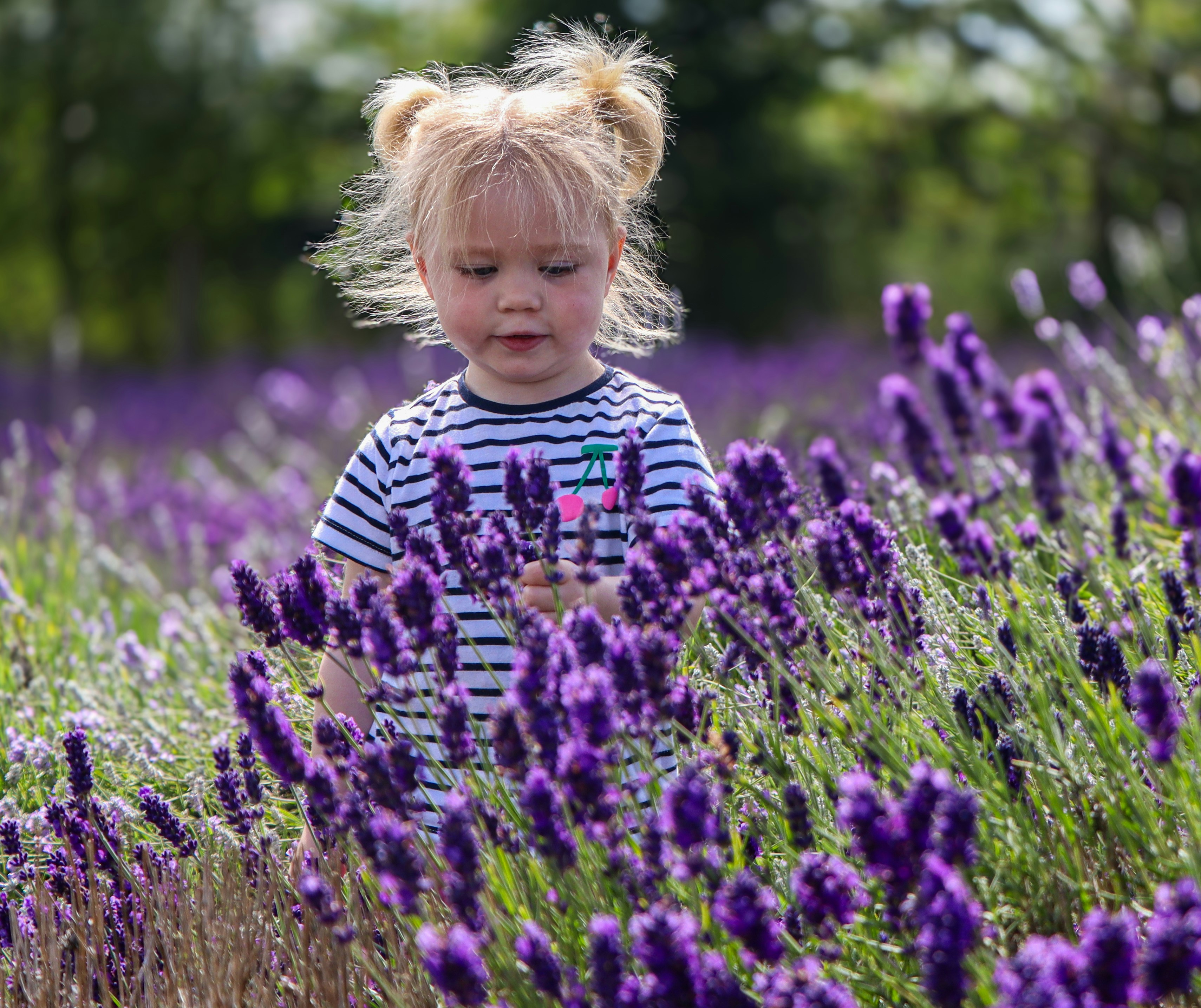 A young girl in a striped shirt among lavender flowers.