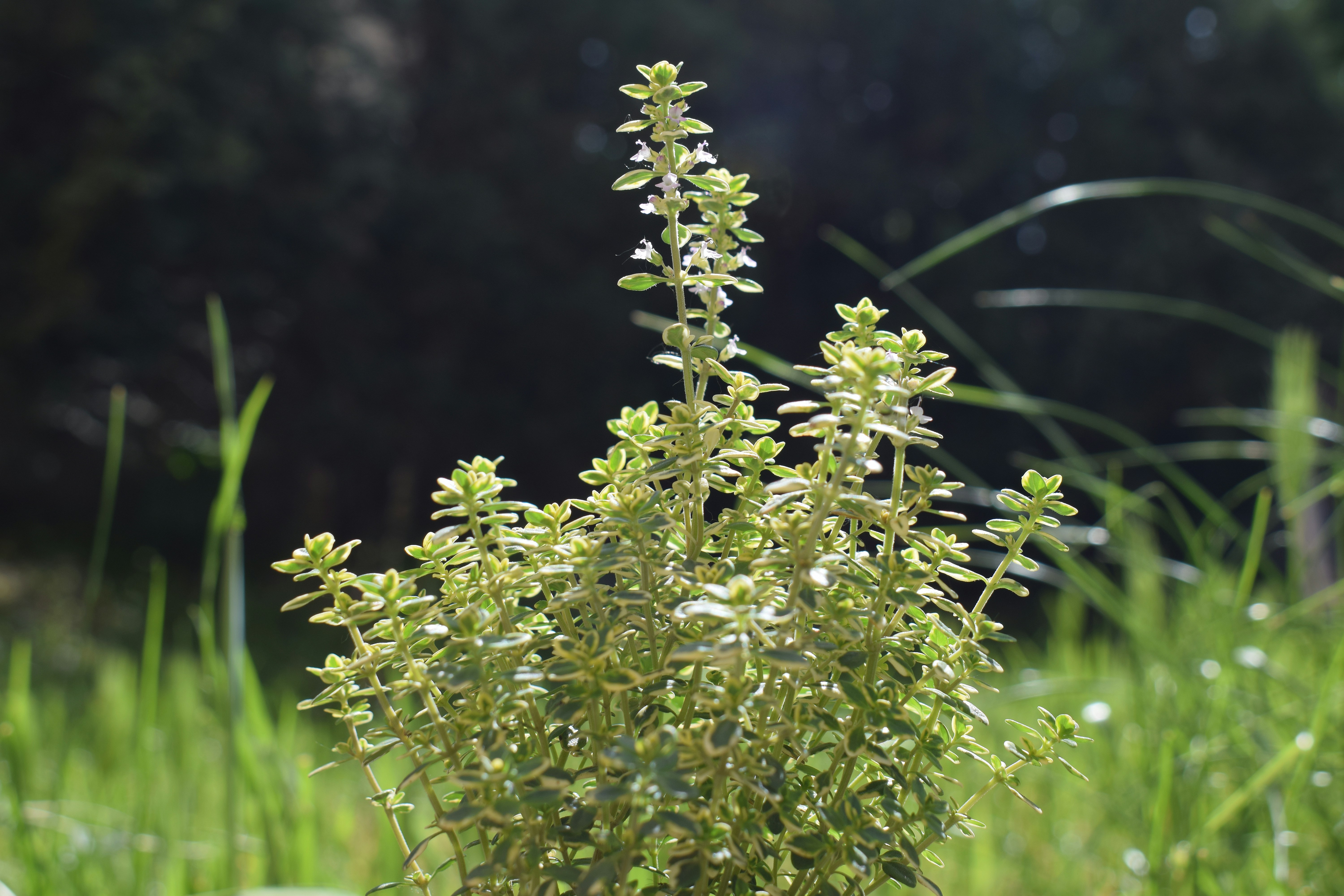 A close-up of a green plant with small leaves.