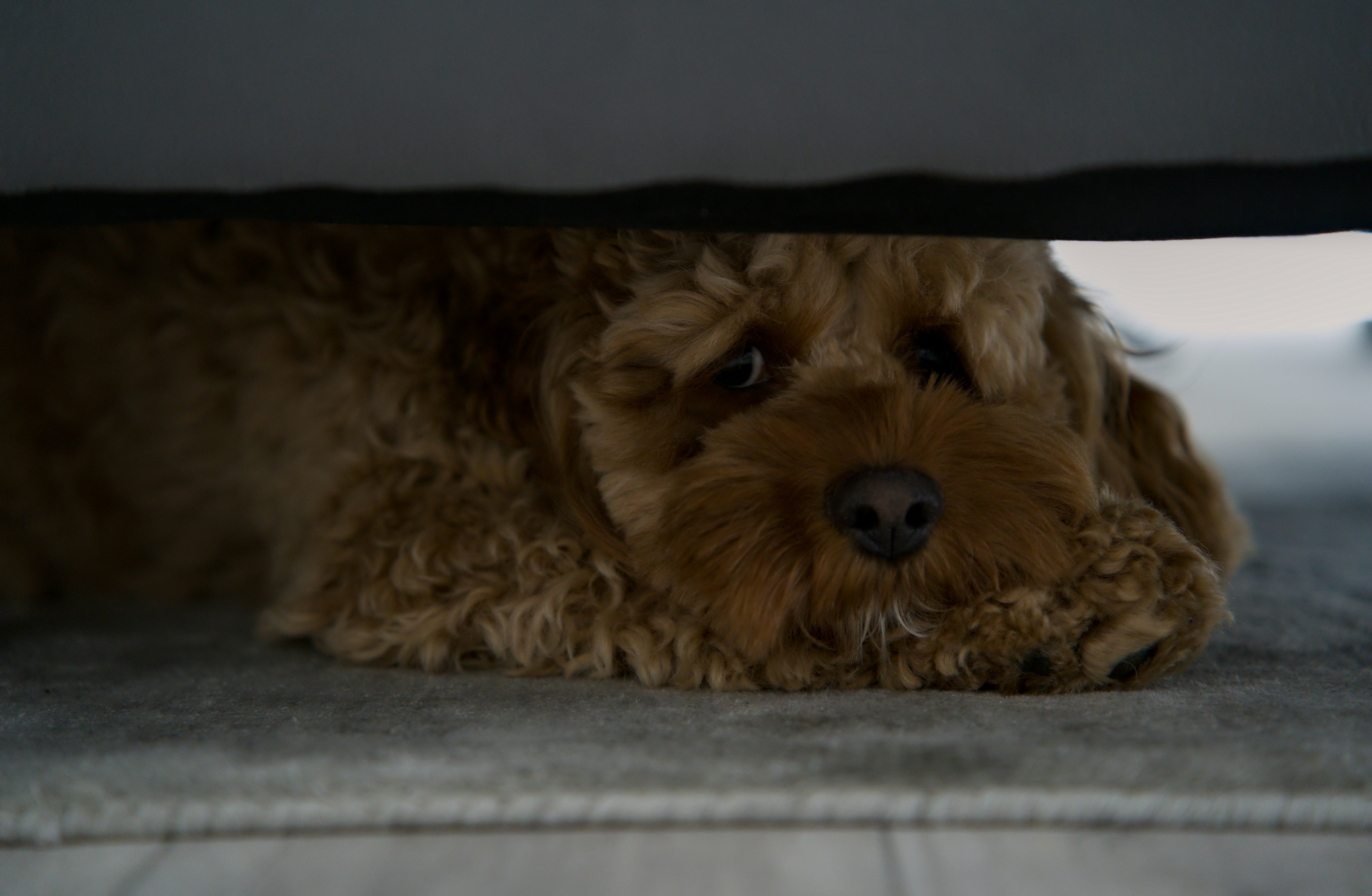 A fluffy brown dog peeking out from under a couch.