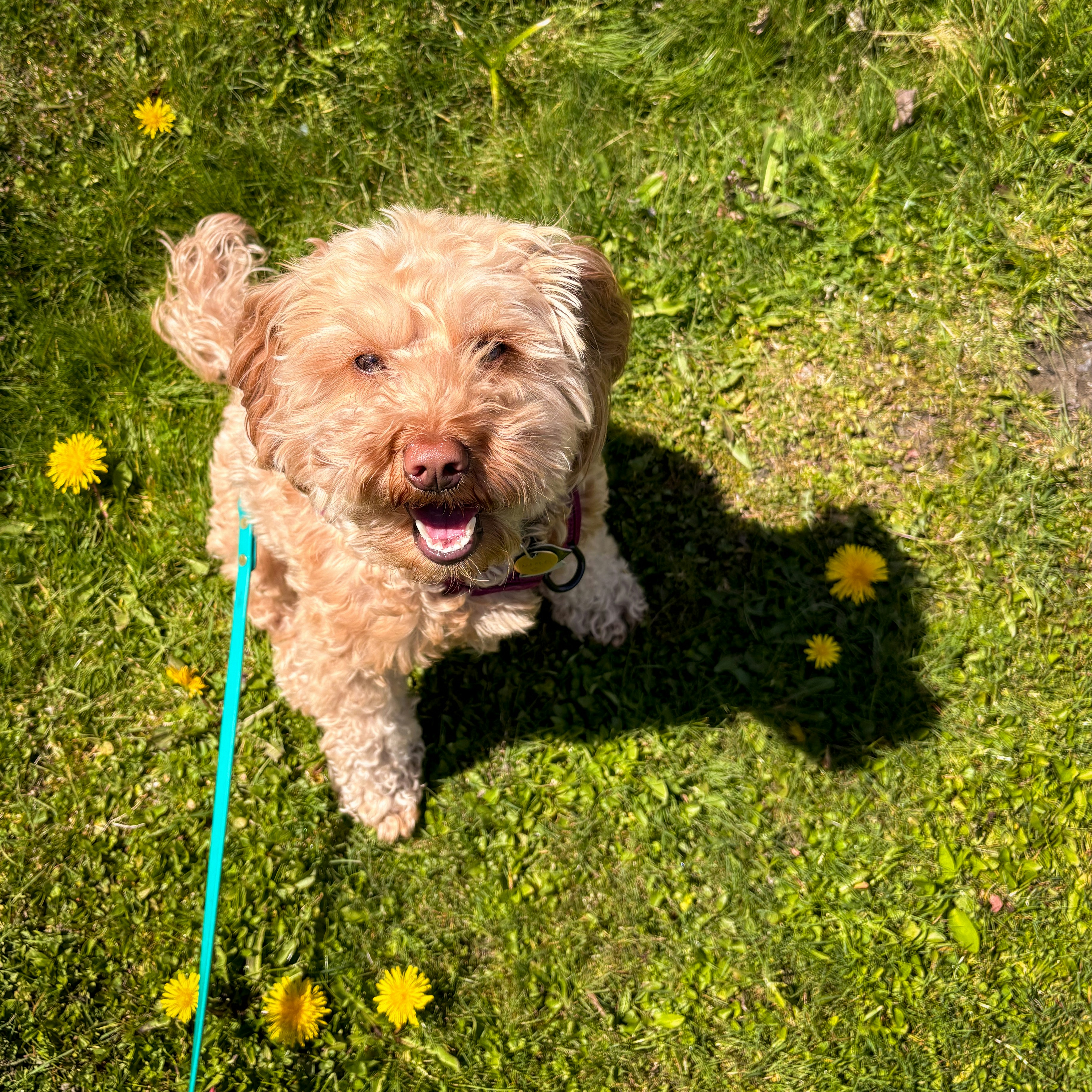 A happy dog sits on a grassy lawn with dandelions.