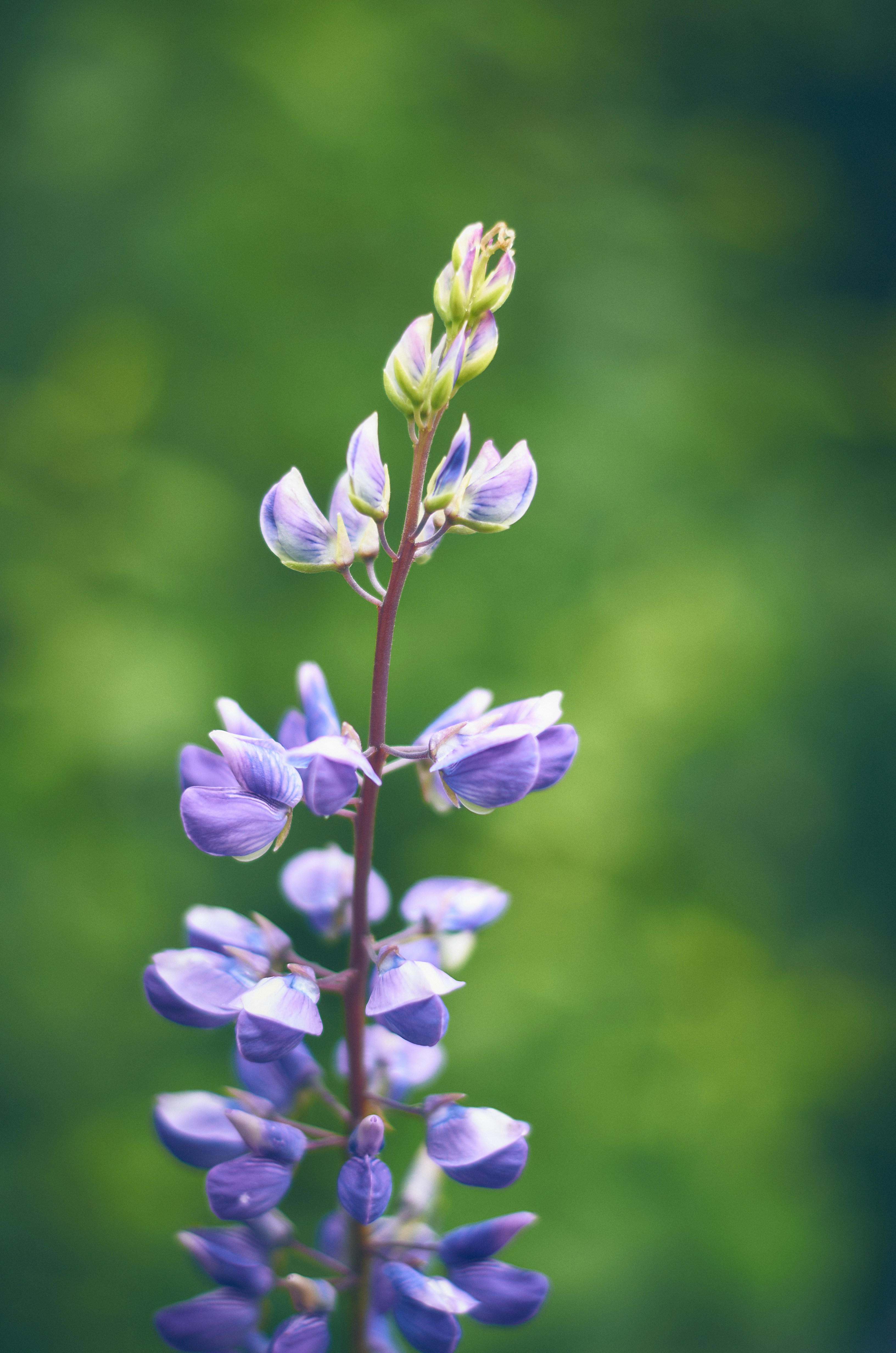 Ein hoher Stängel lila Lupinenblüten blüht.