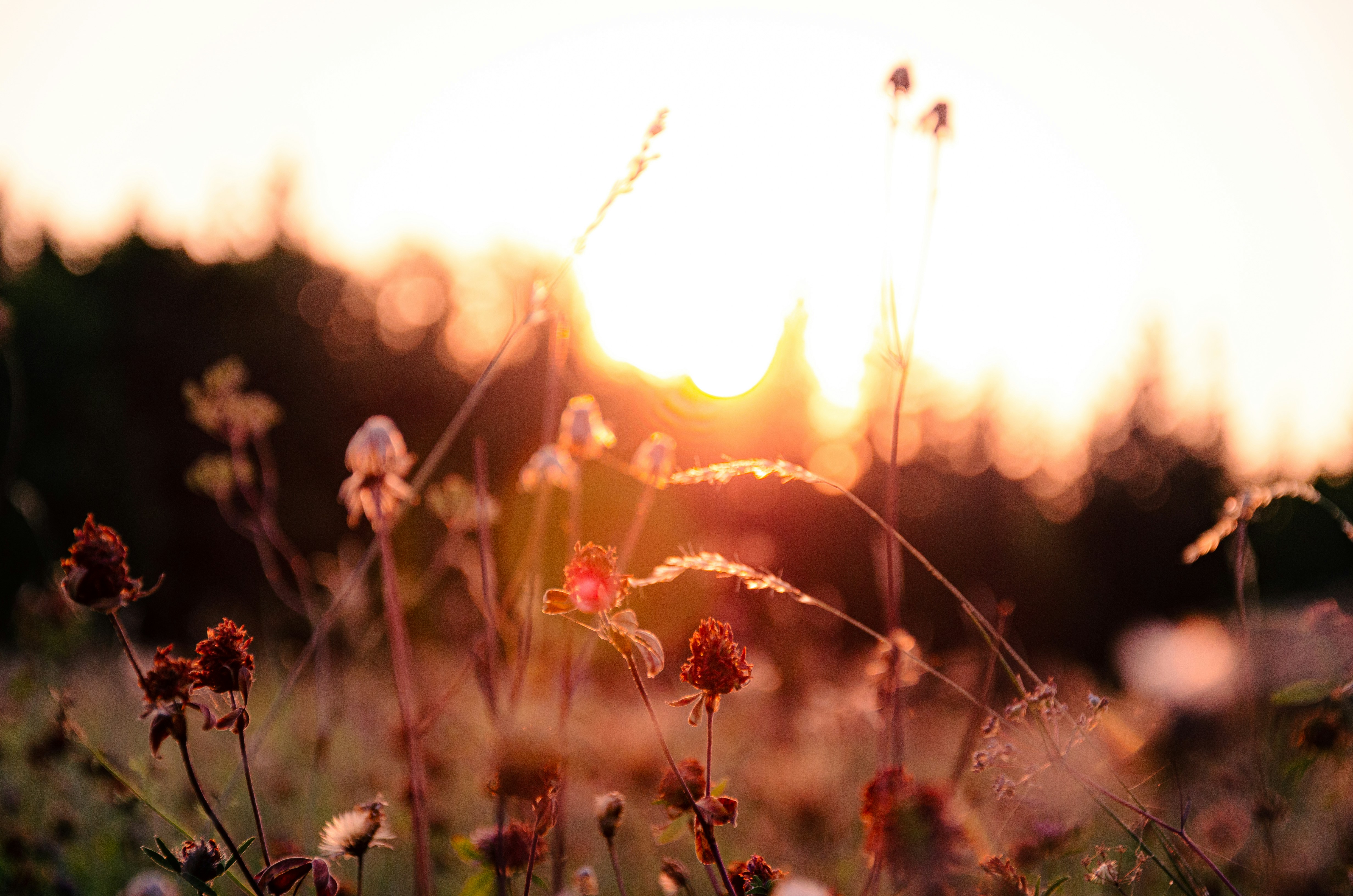 Sonnenlicht fällt bei Sonnenuntergang durch Wildblumen.