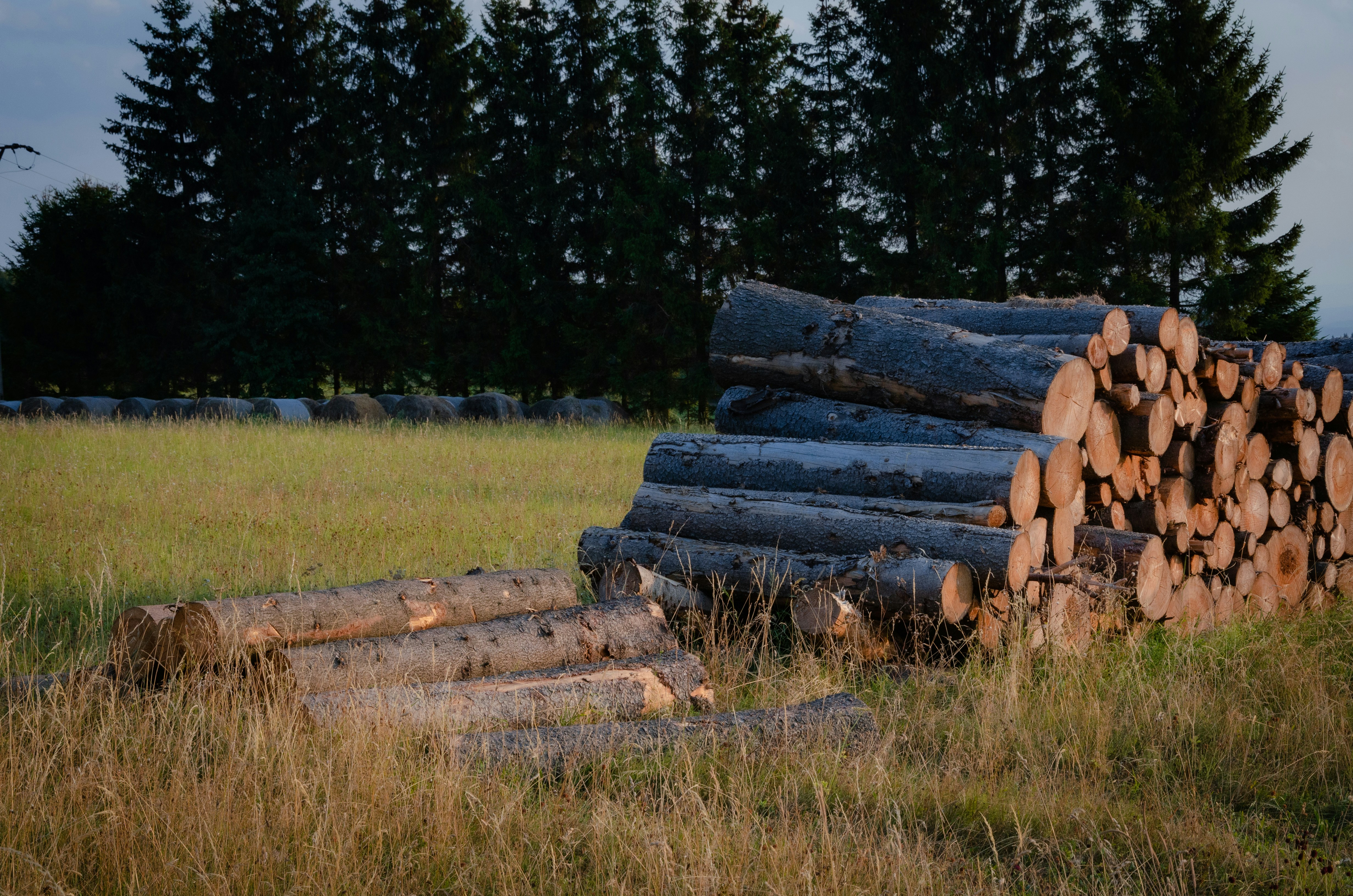 Gestapelte Baumstämme auf einer grasbewachsenen Wiese mit Bäumen