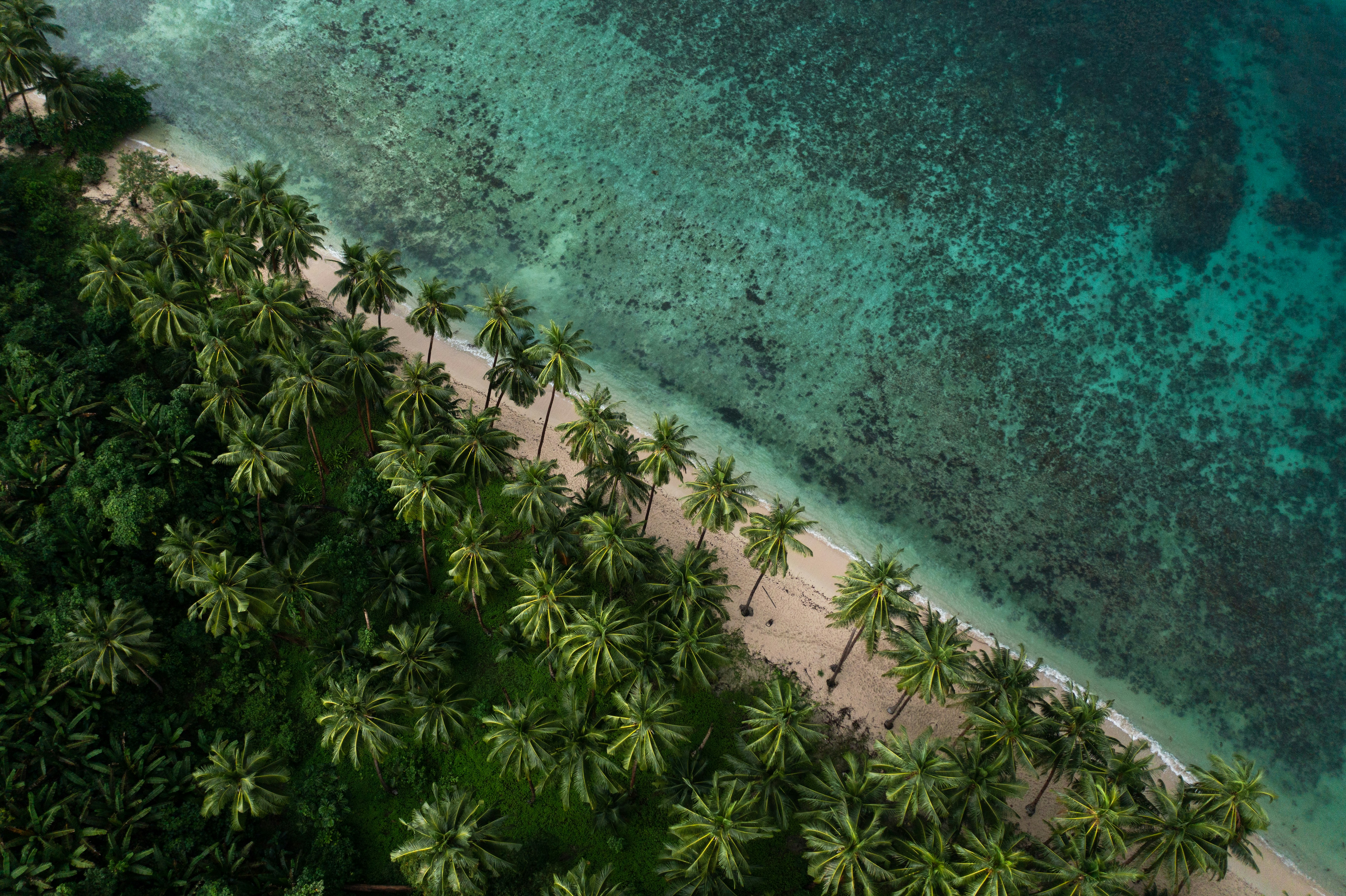 Tropical island coastline with palm trees and clear turquoise water