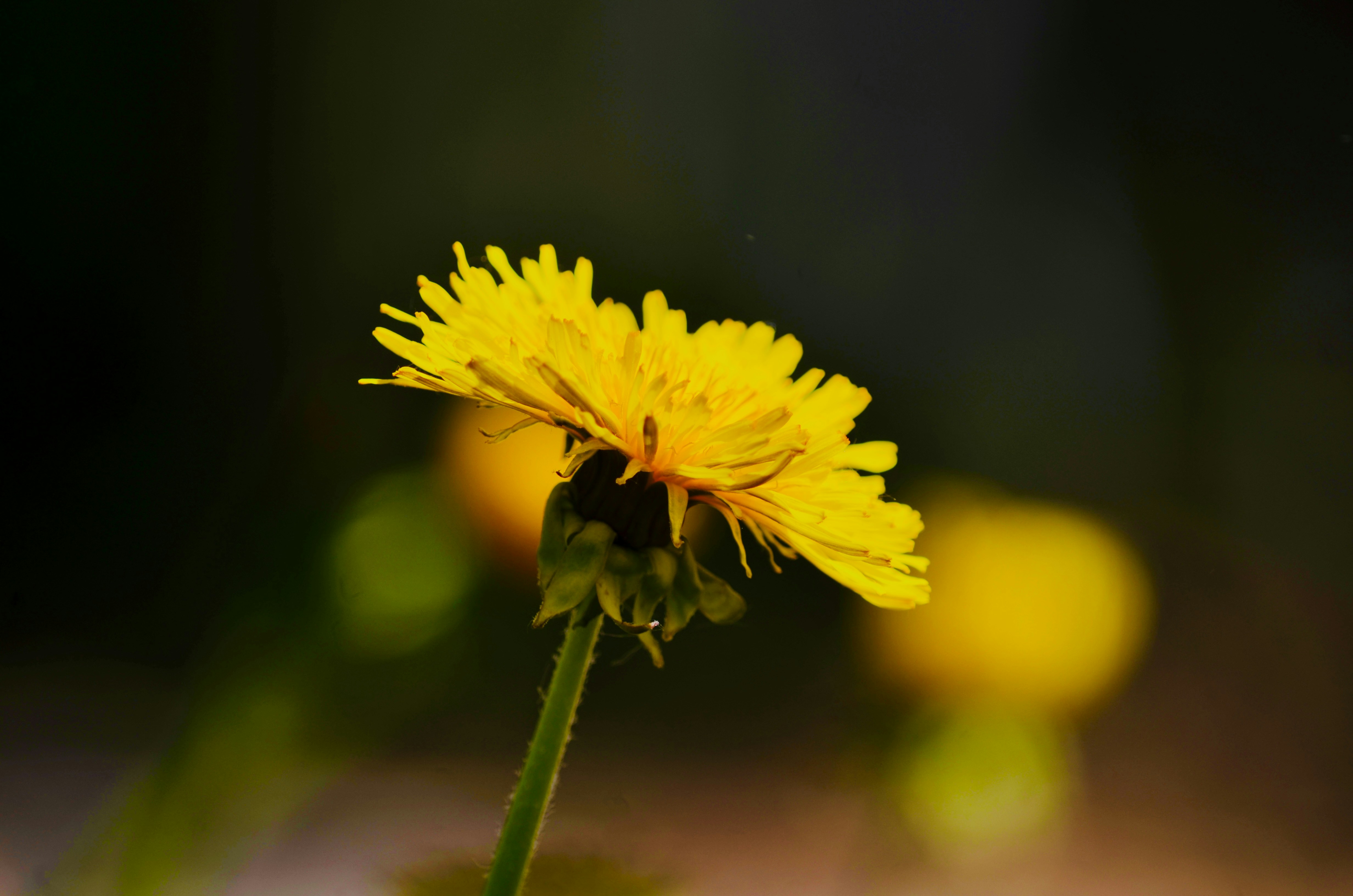 Photo by spannanralf