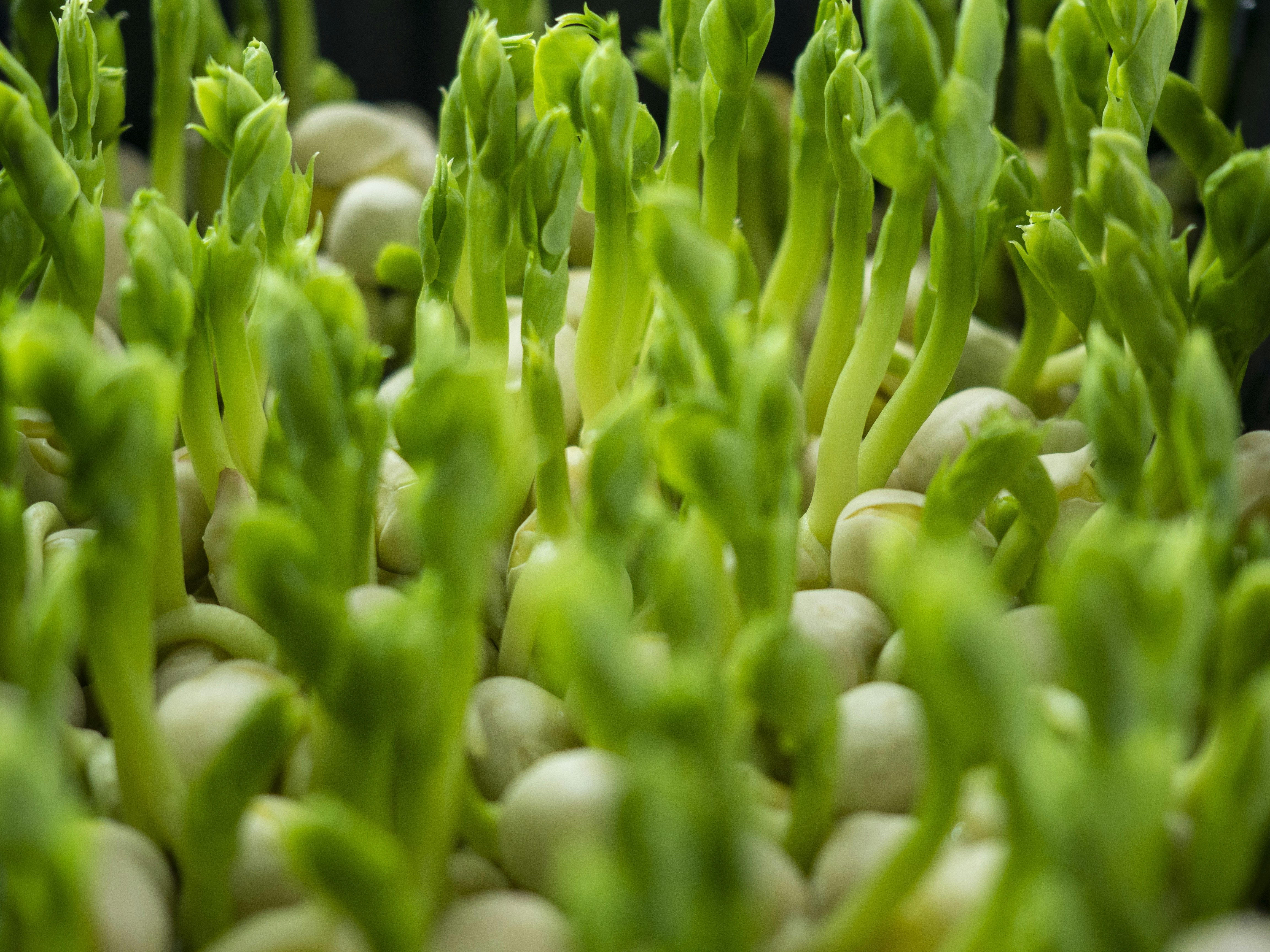Instructional view of a gardener pinching a basil stem to promote growth.
