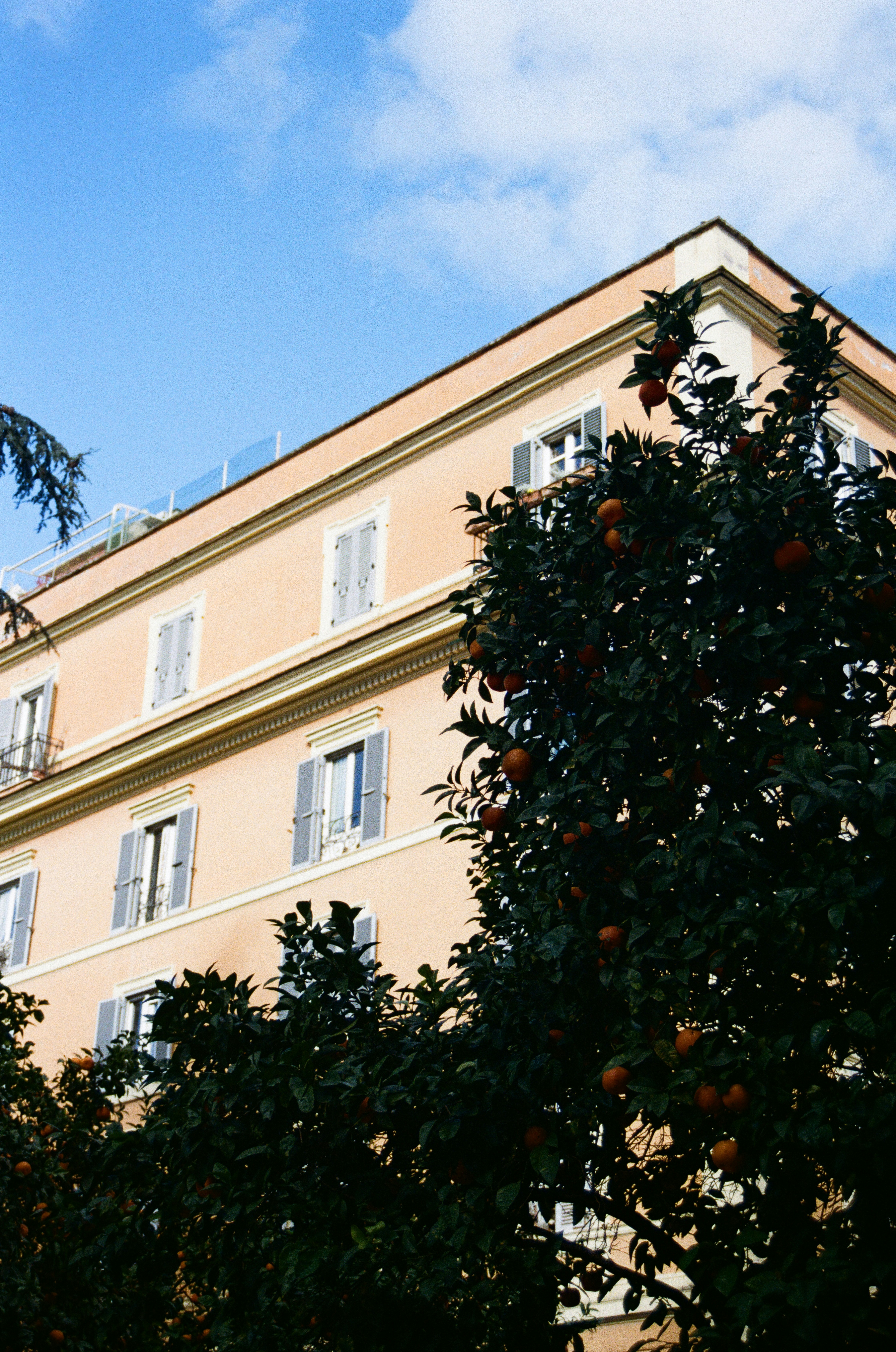 Peach building with dark trees and oranges