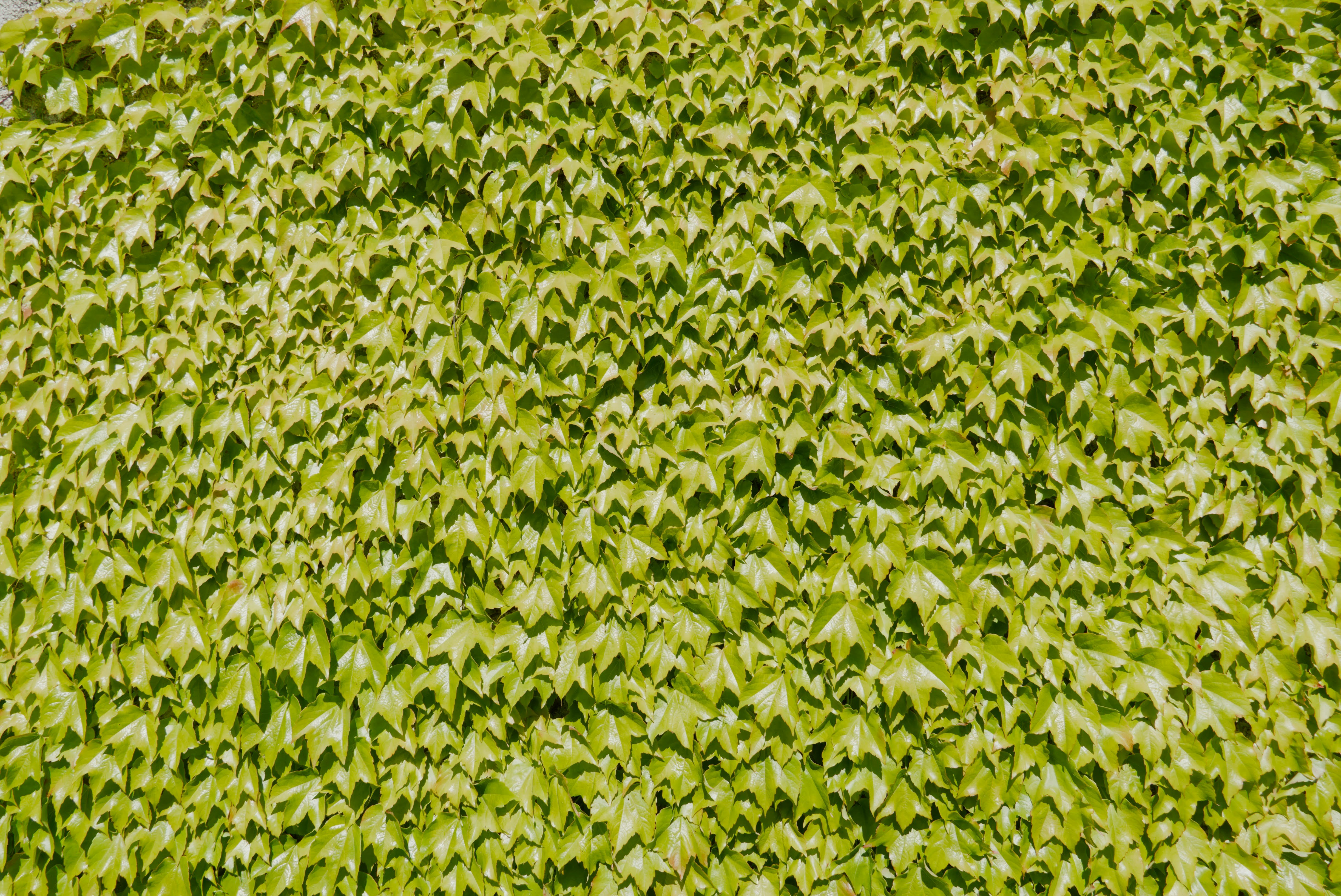 A wall covered in dense green ivy leaves