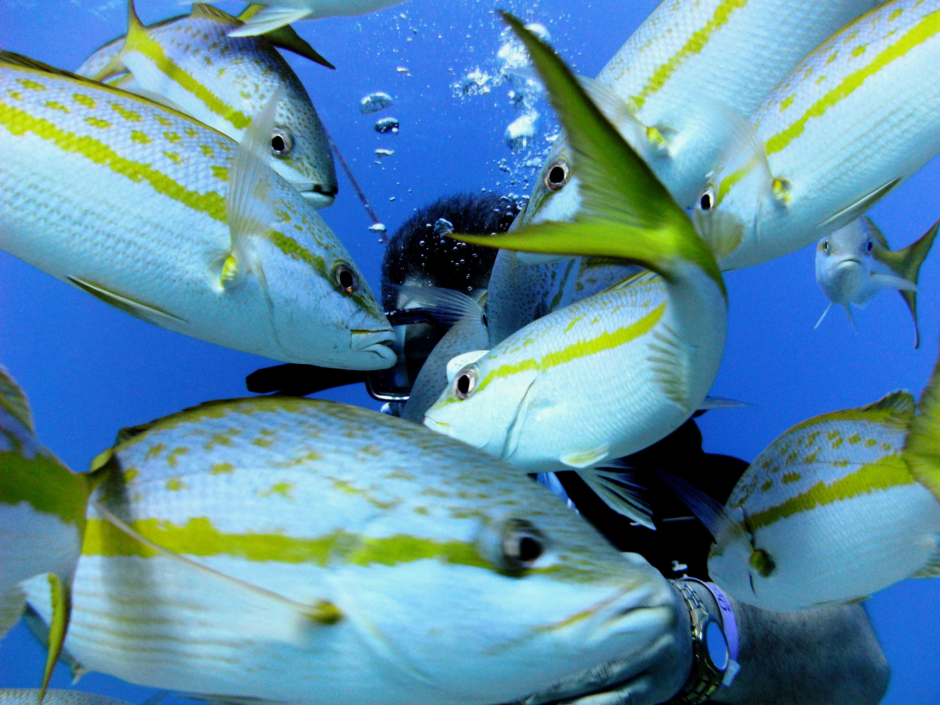 Kumpulan ikan mengelilingi penyelam scuba di bawah air