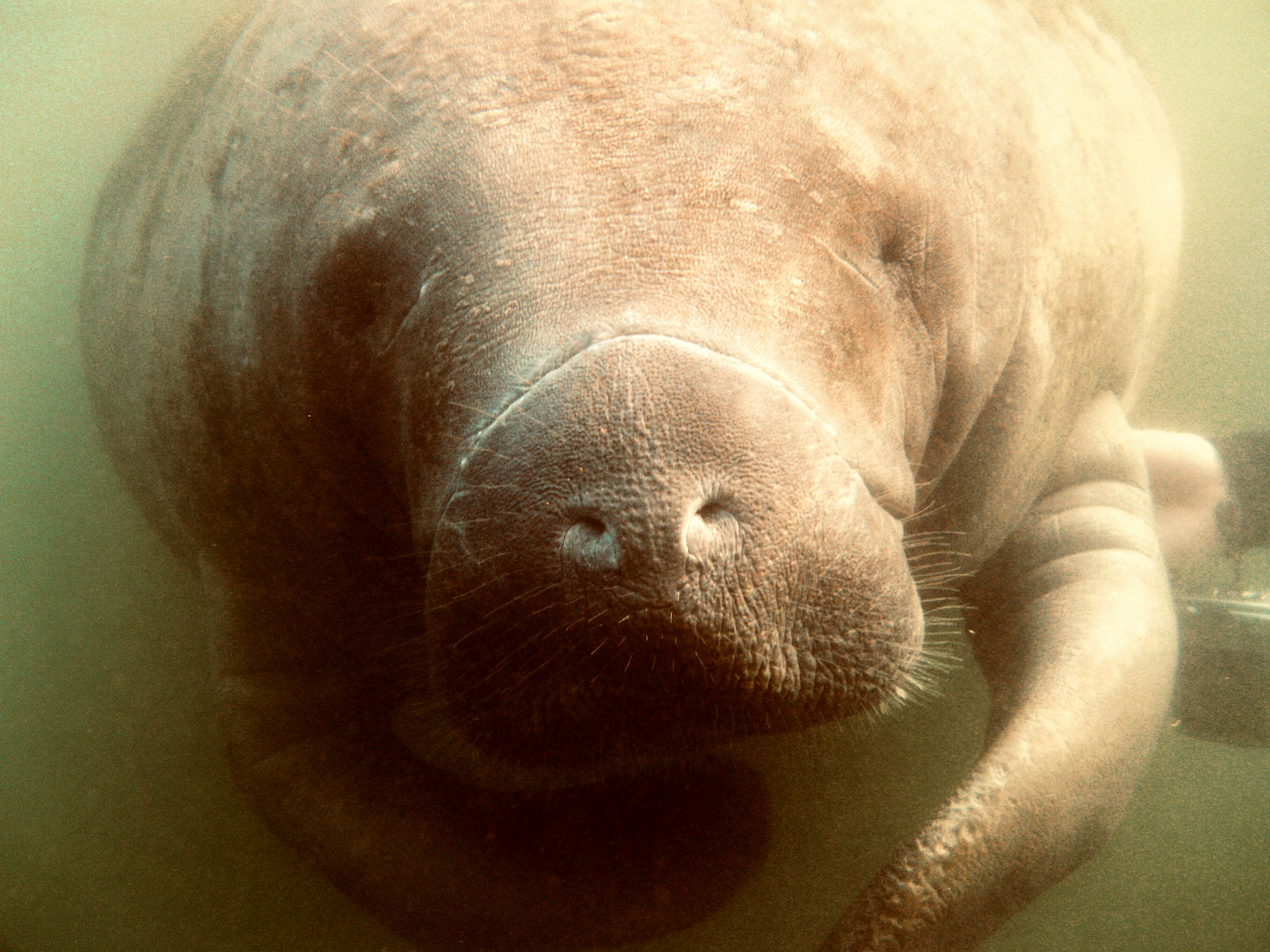 A manatee swims underwater in murky water