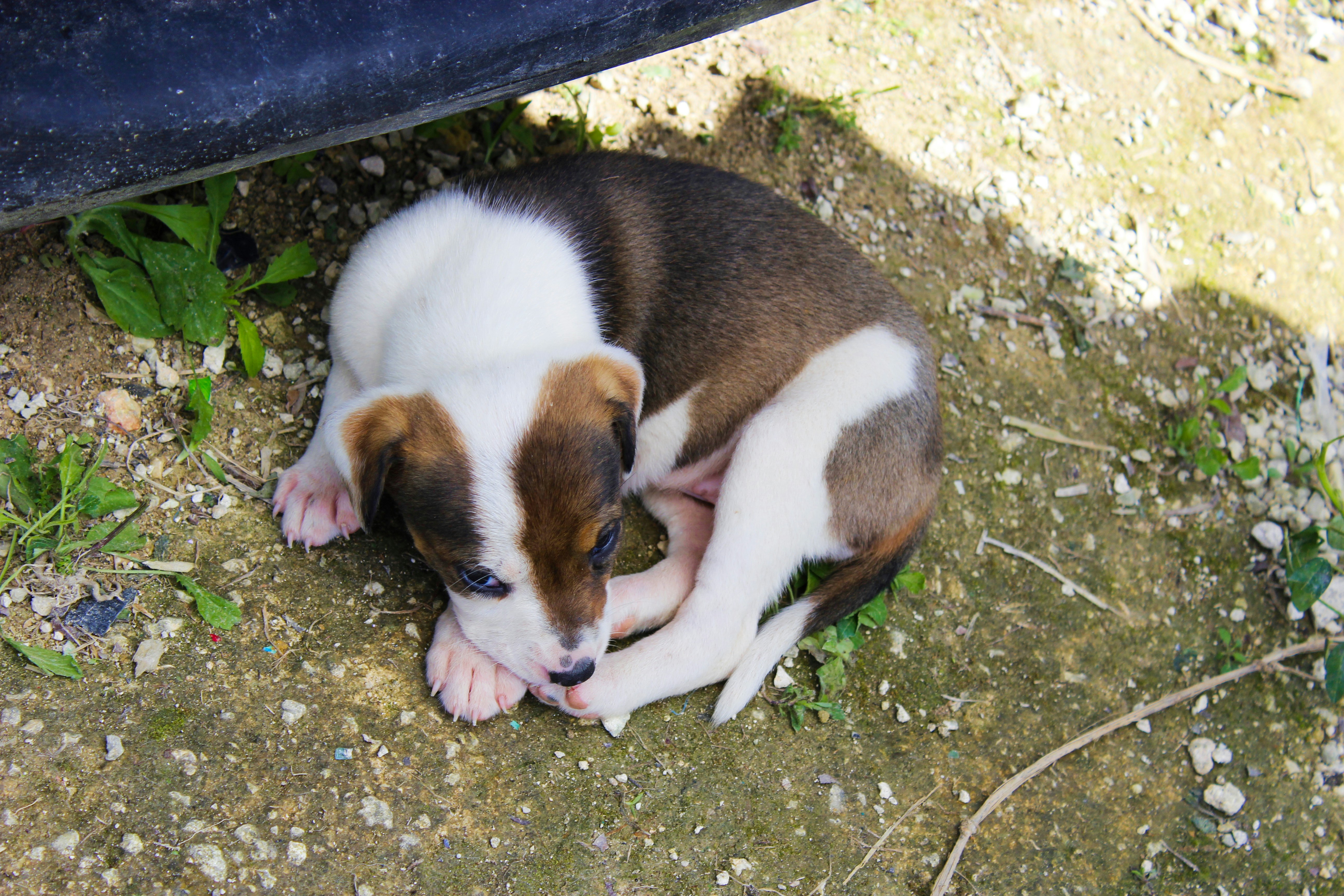 A small puppy curled up on the ground