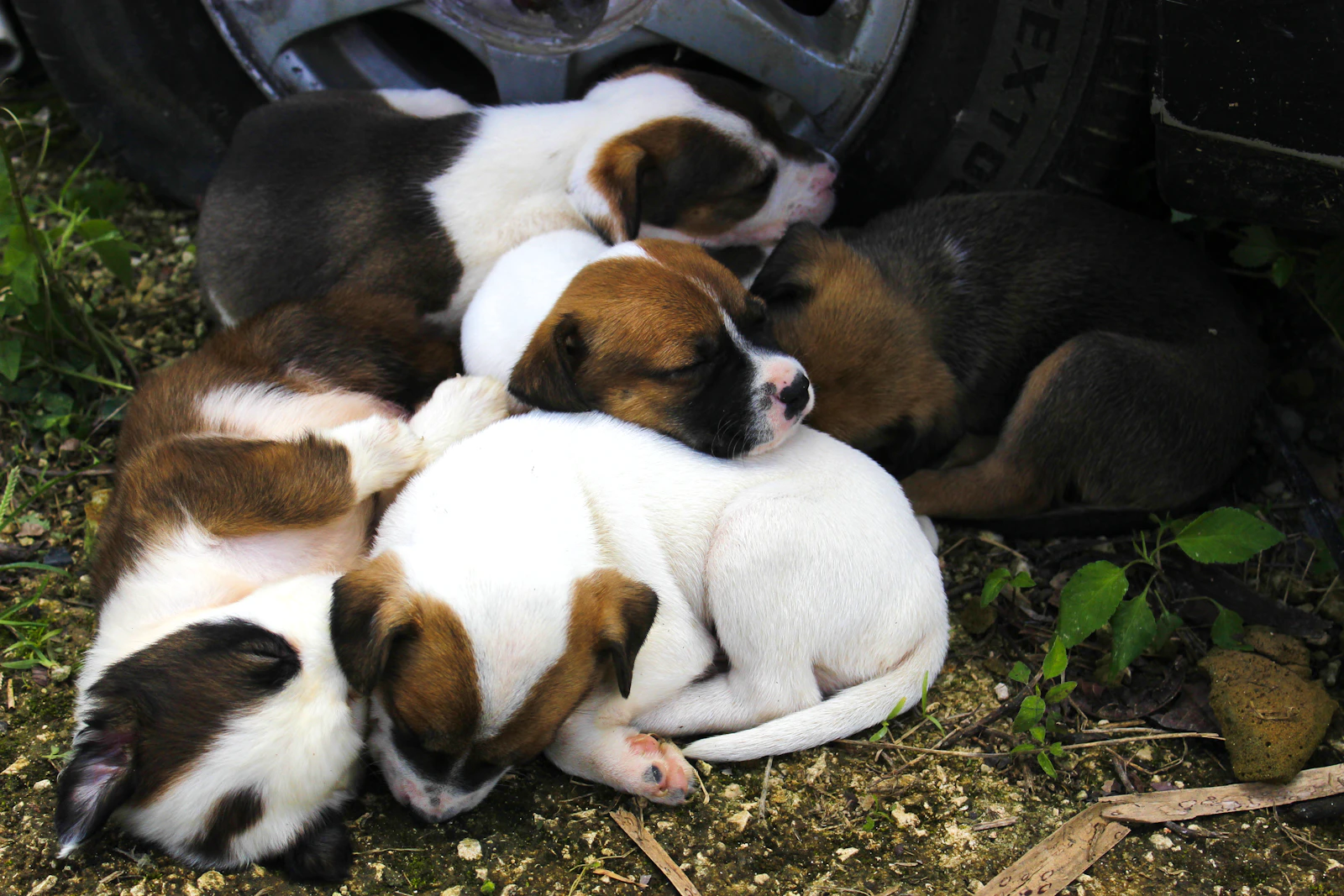 Camada de cachorros durmiendo juntos