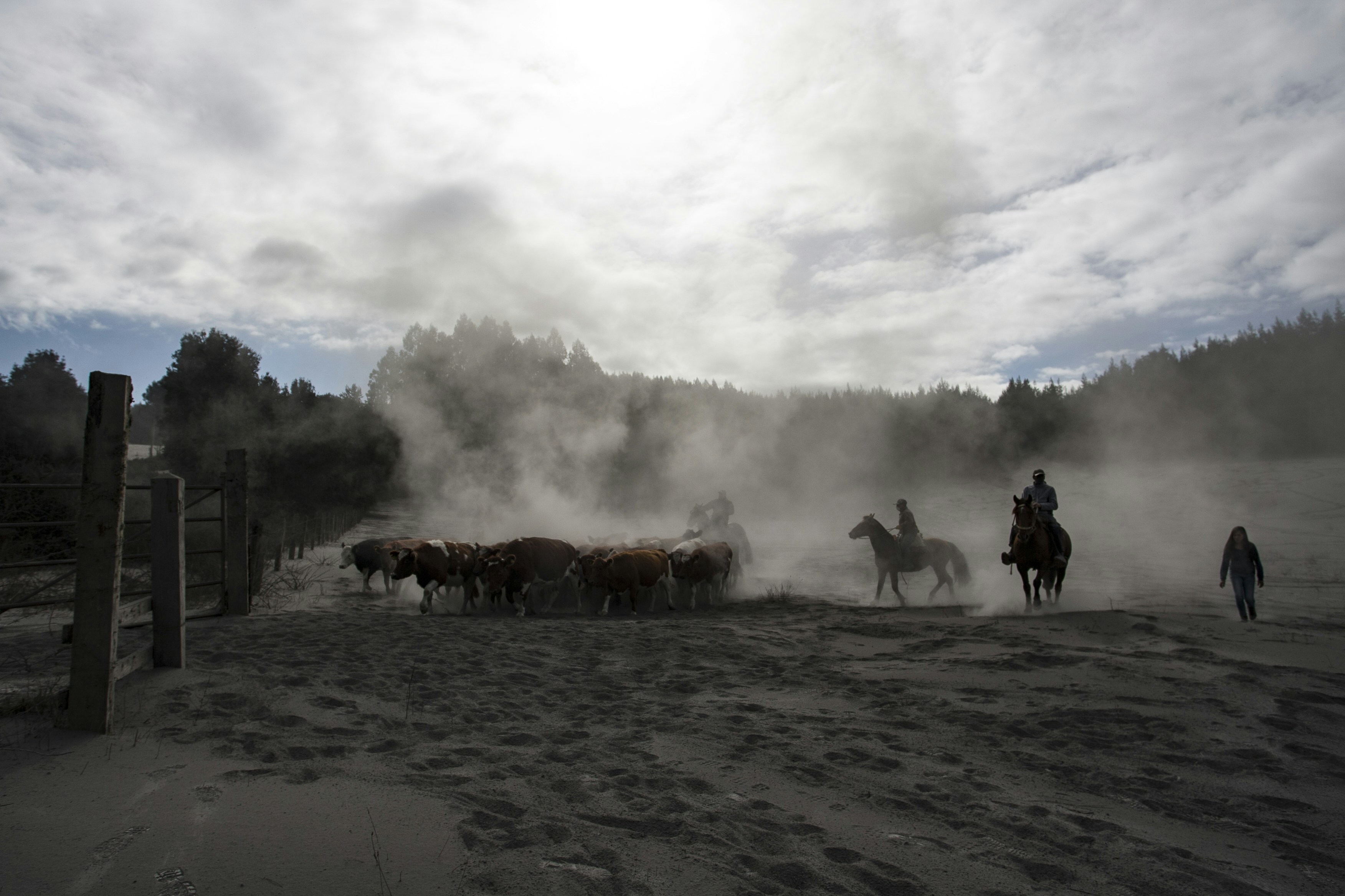 Cowboys on horseback herd cattle through a dusty landscape