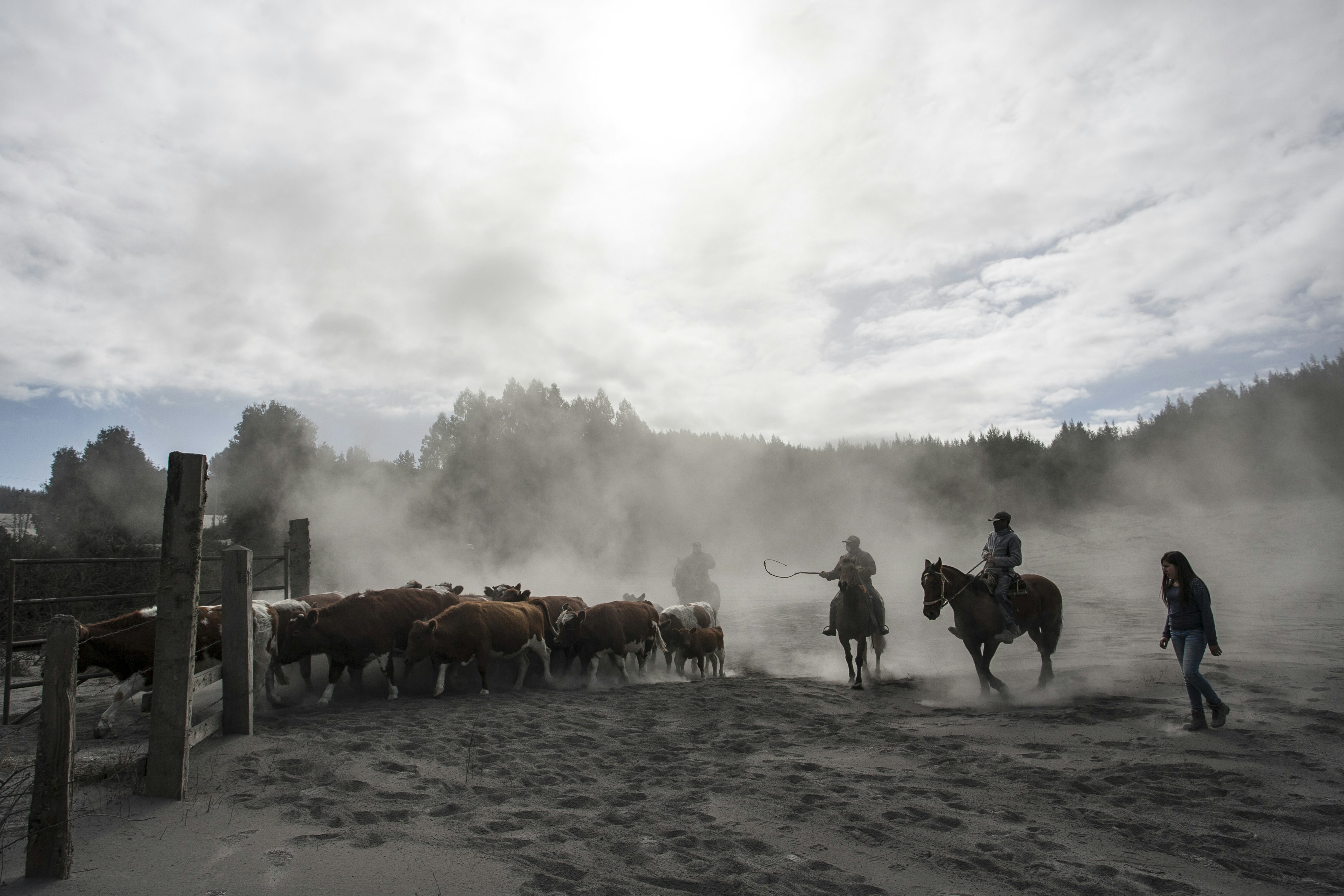Silhouetted figures on horseback herd cattle in a dusty field