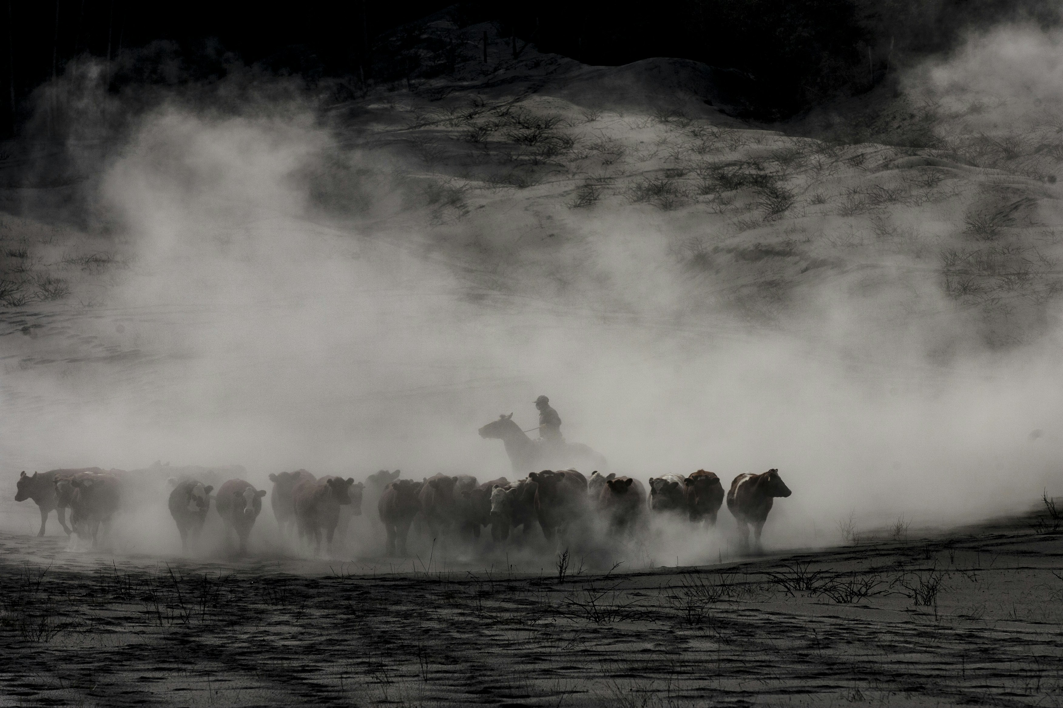 Silhouetted horseman drives a herd through a cloud of dust