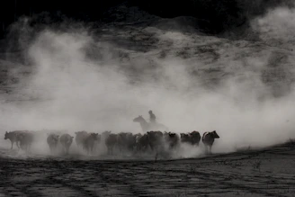 Silhouetted horseman drives a herd through a cloud of dust