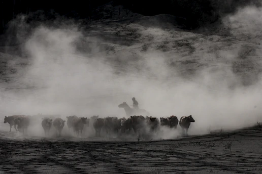 Silhouetted horseman drives a herd through a cloud of dust