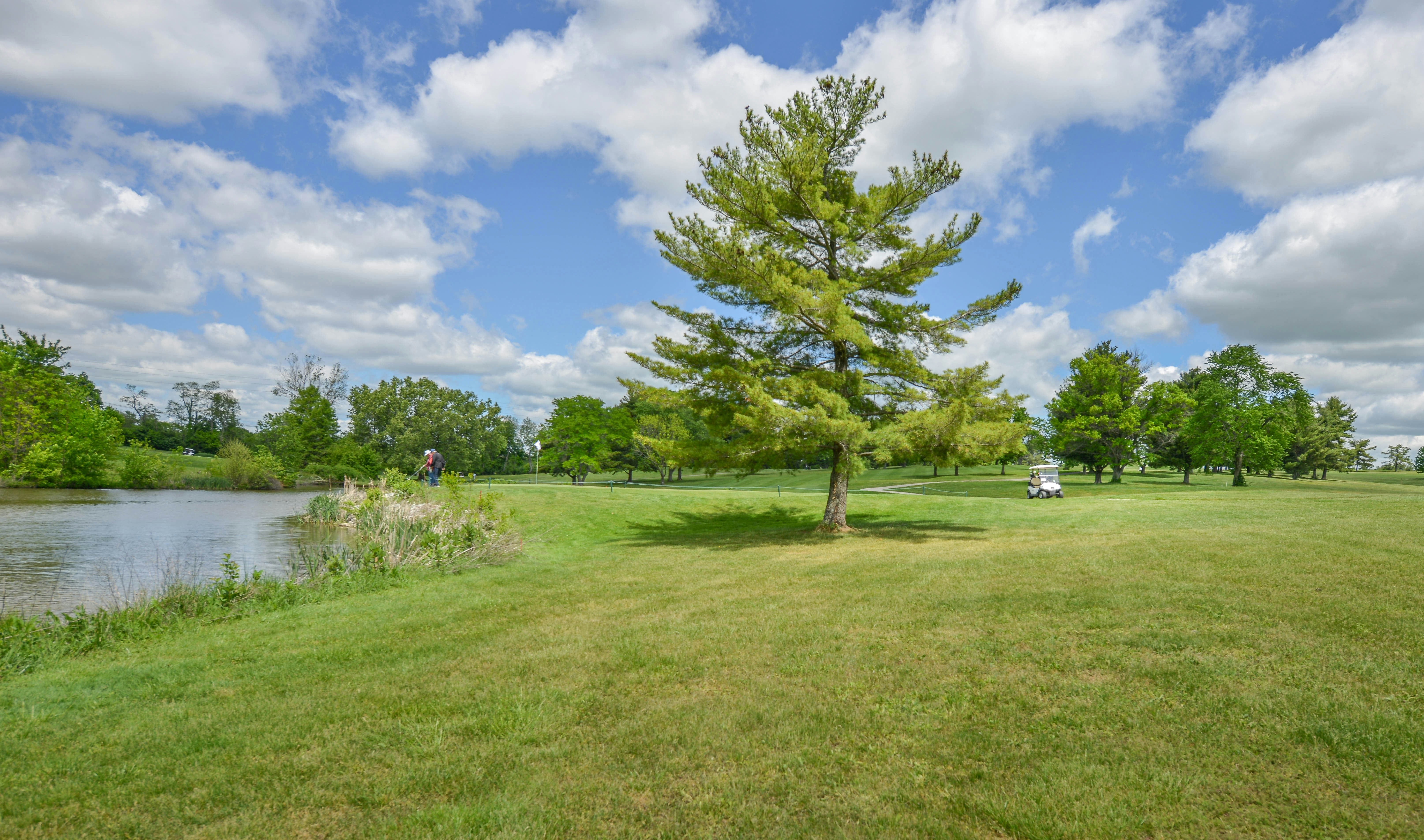 A lone tree on a grassy golf course with pond.