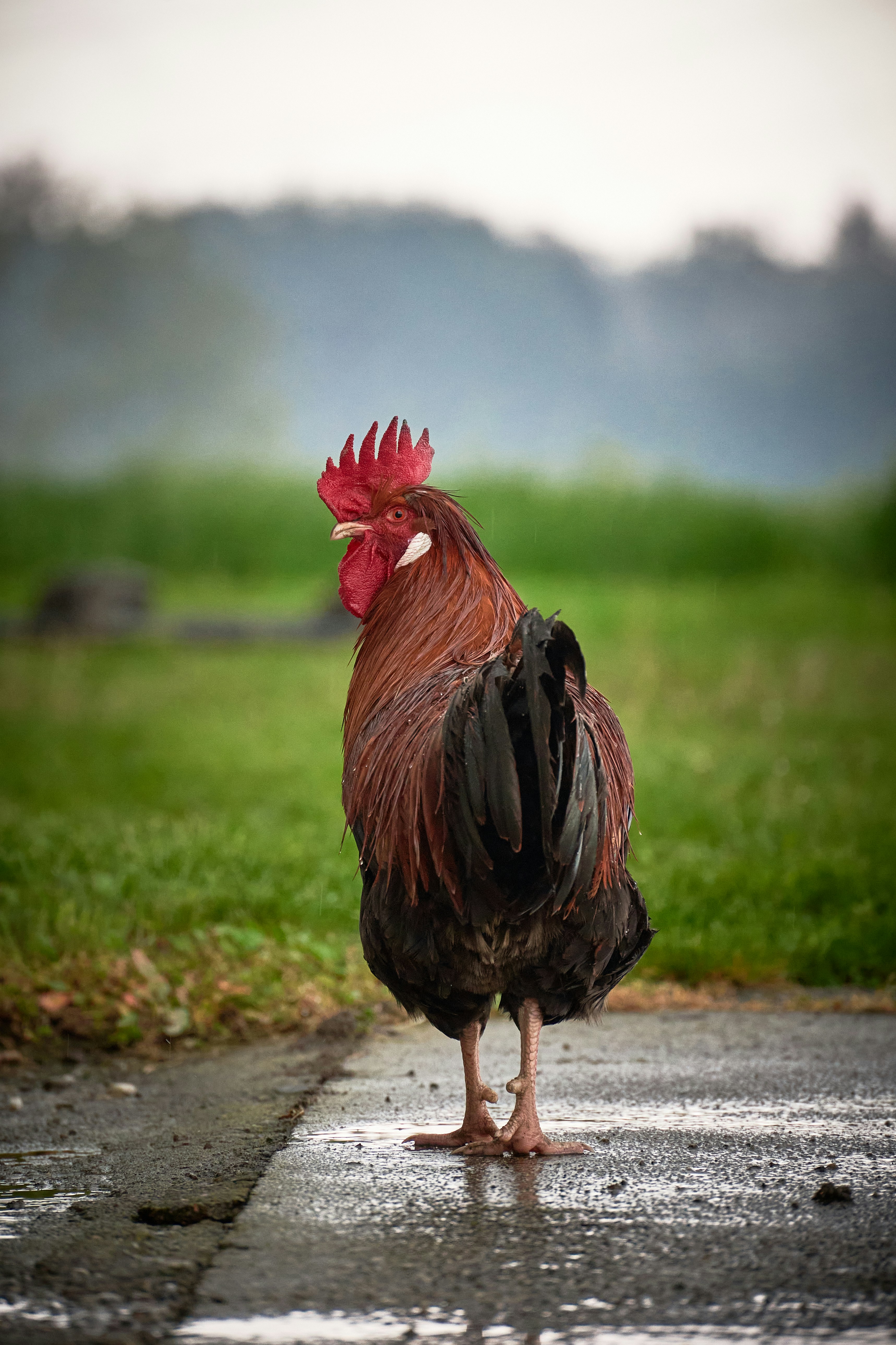 A rooster stands on a wet path with green grass.
