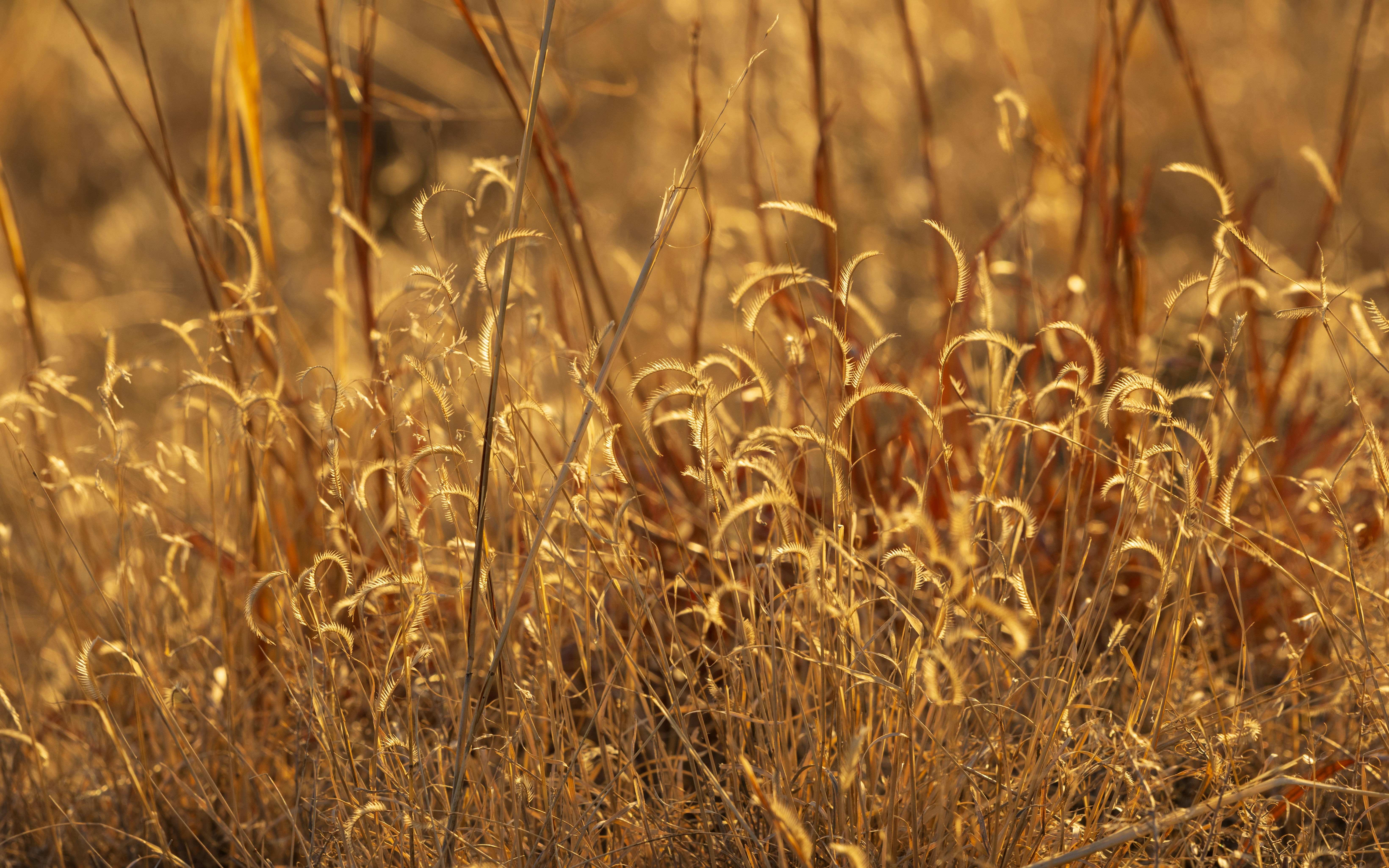 Goldenes, trockenes Gras wiegt sich sanft im Wind