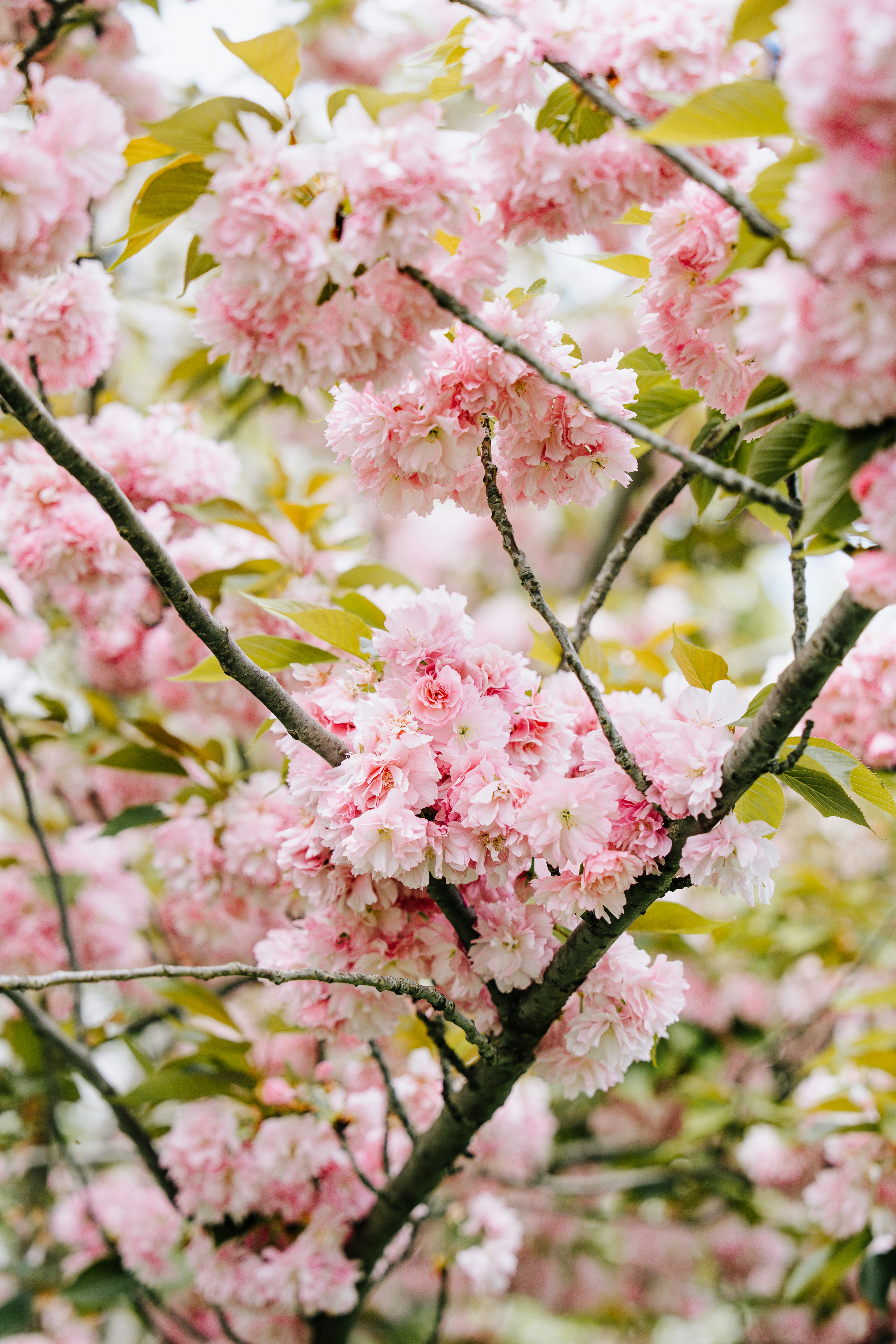 Close-up bunga sakura merah muda di cabang pohon.