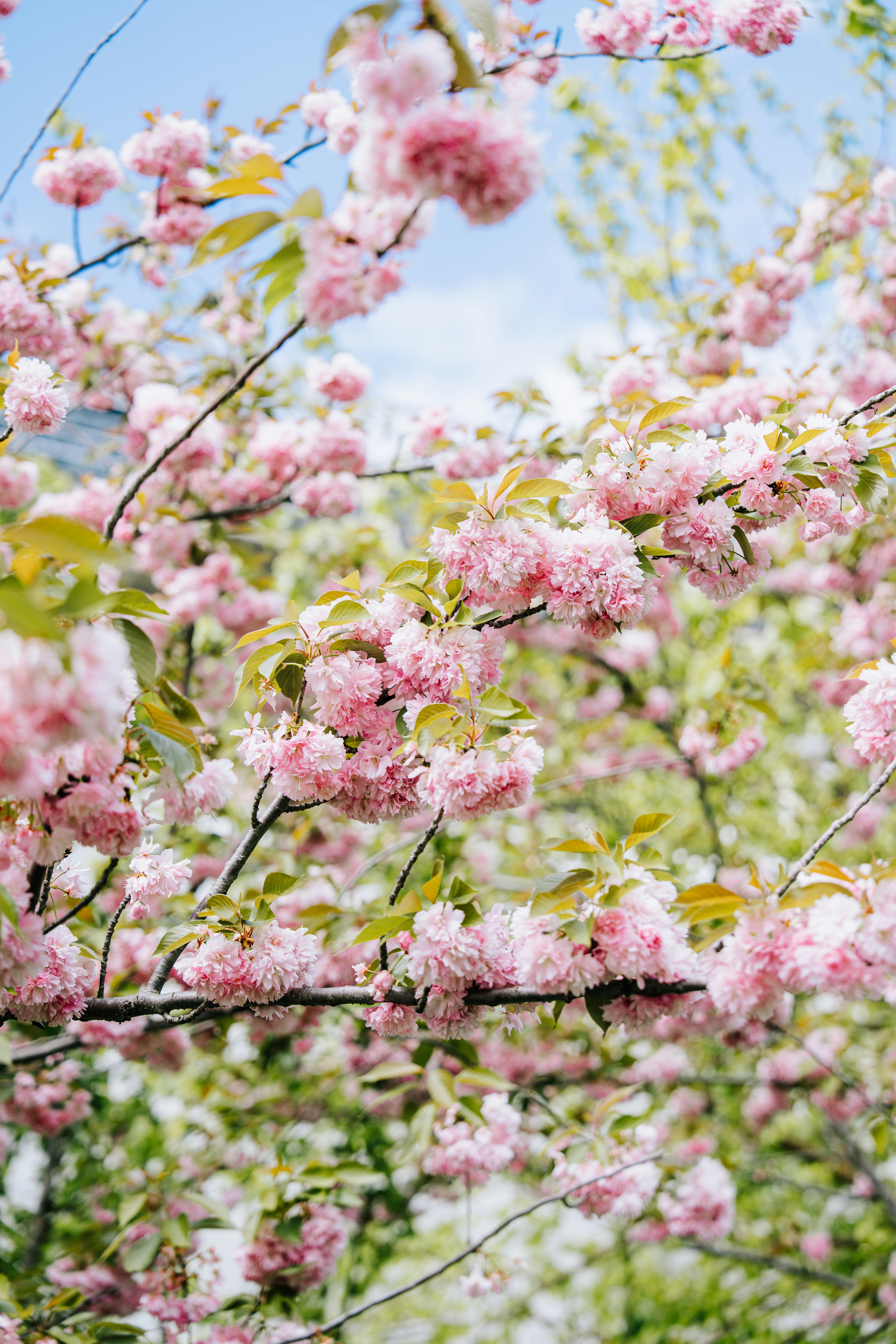 Pink cherry blossoms on a tree branch. - 相关推荐