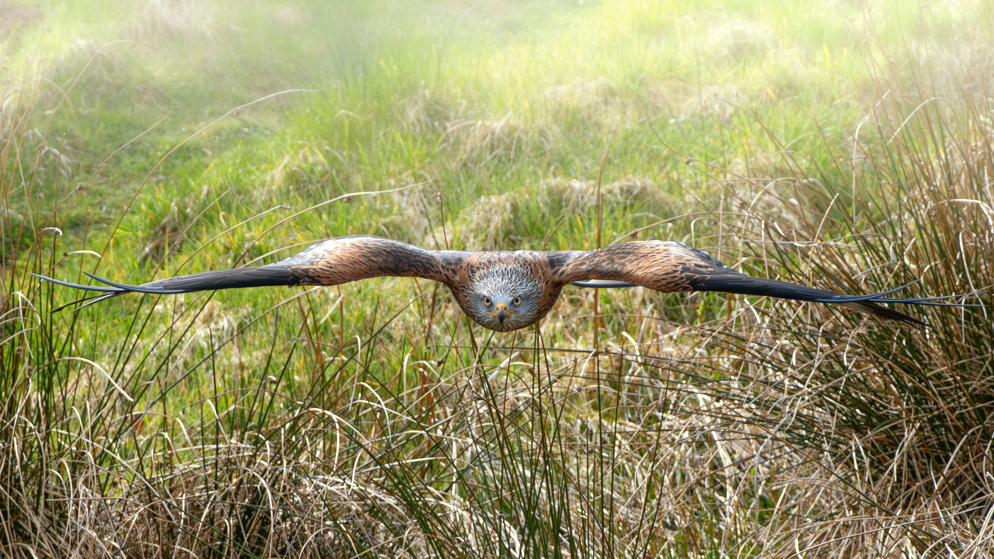 A hawk flying over a grassy field