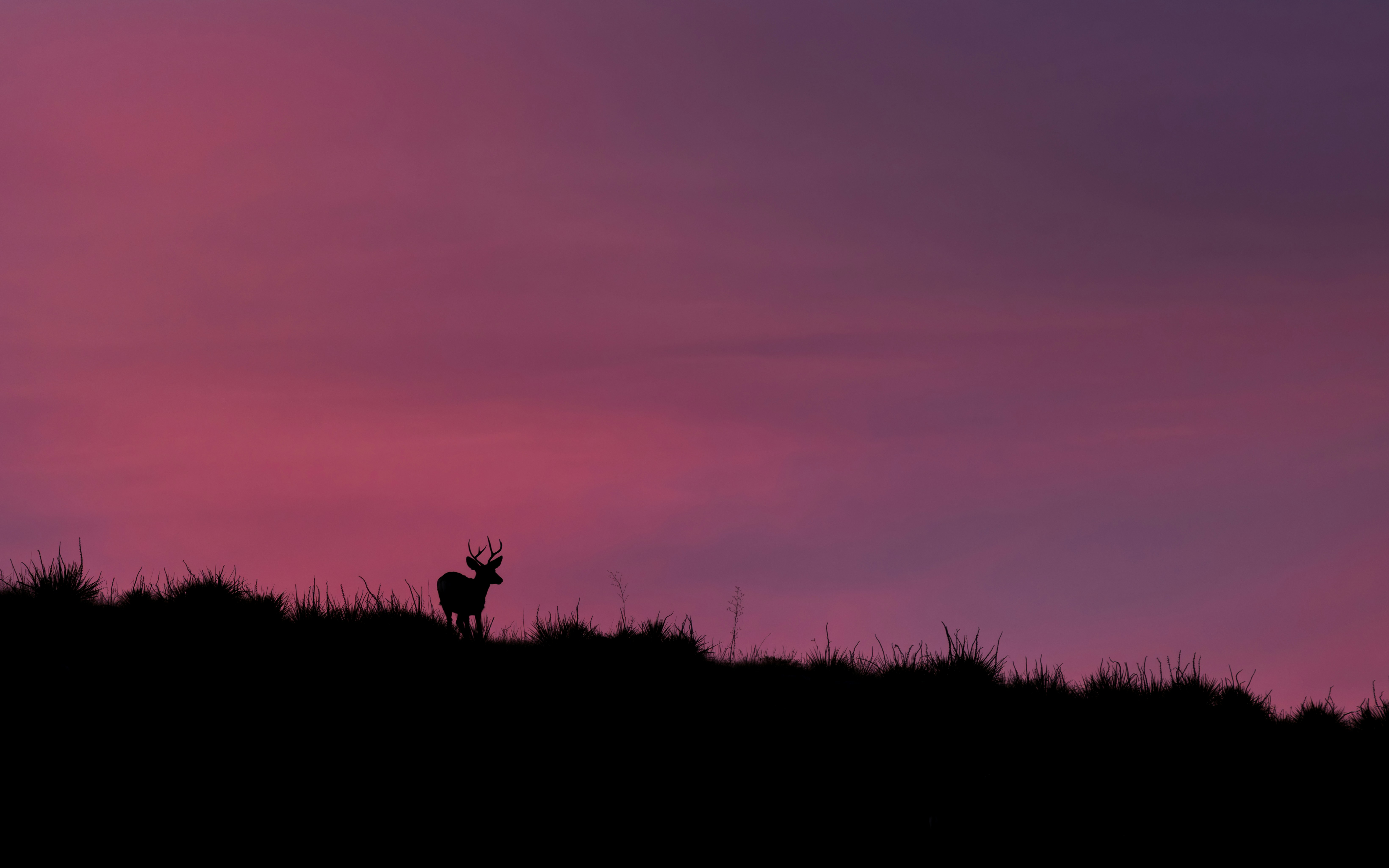 Hirschsilhouette auf grasbewachsenem Hügel bei Sonnenuntergang
