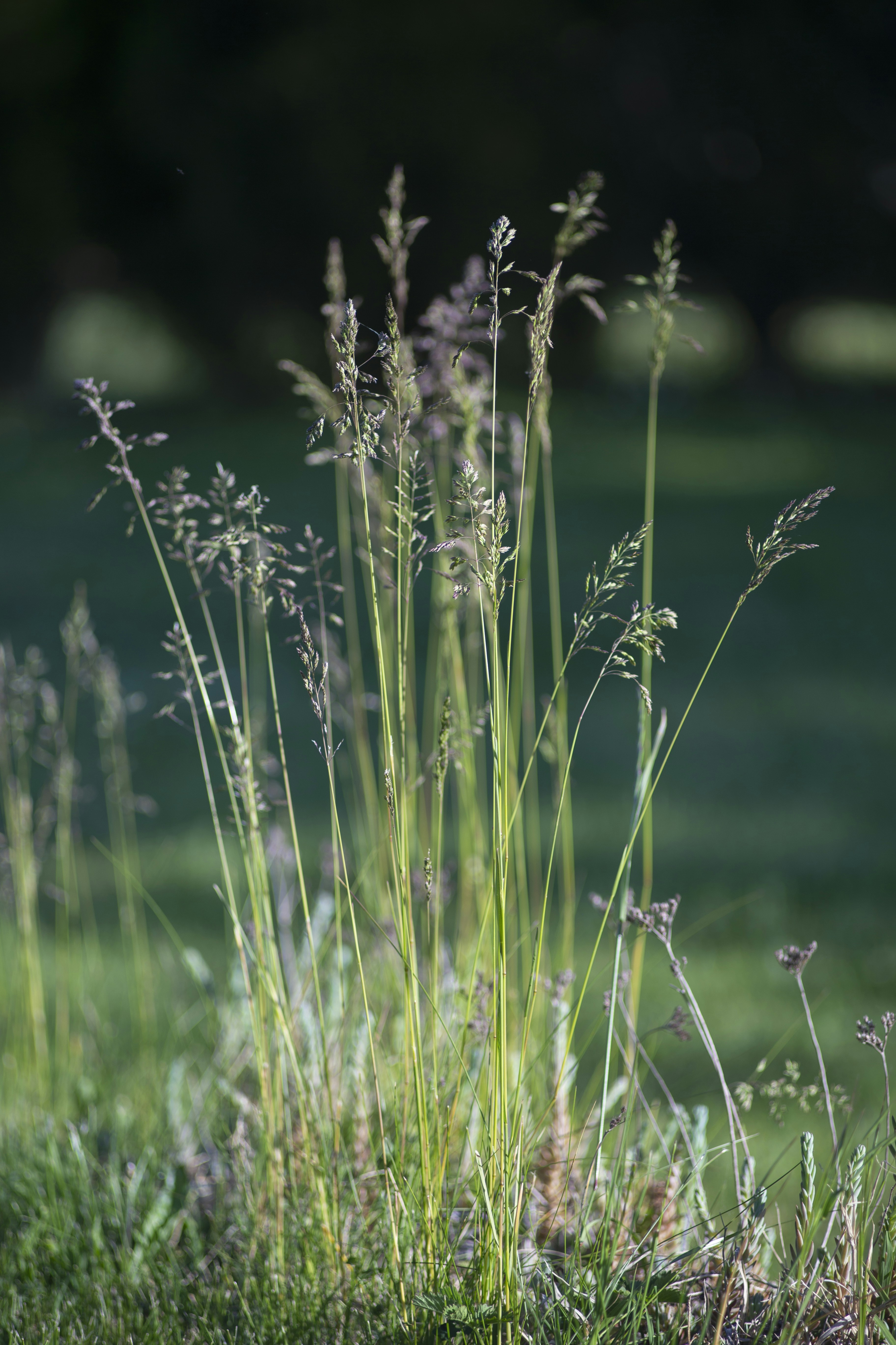 Tall grass stalks with seed heads in soft light.