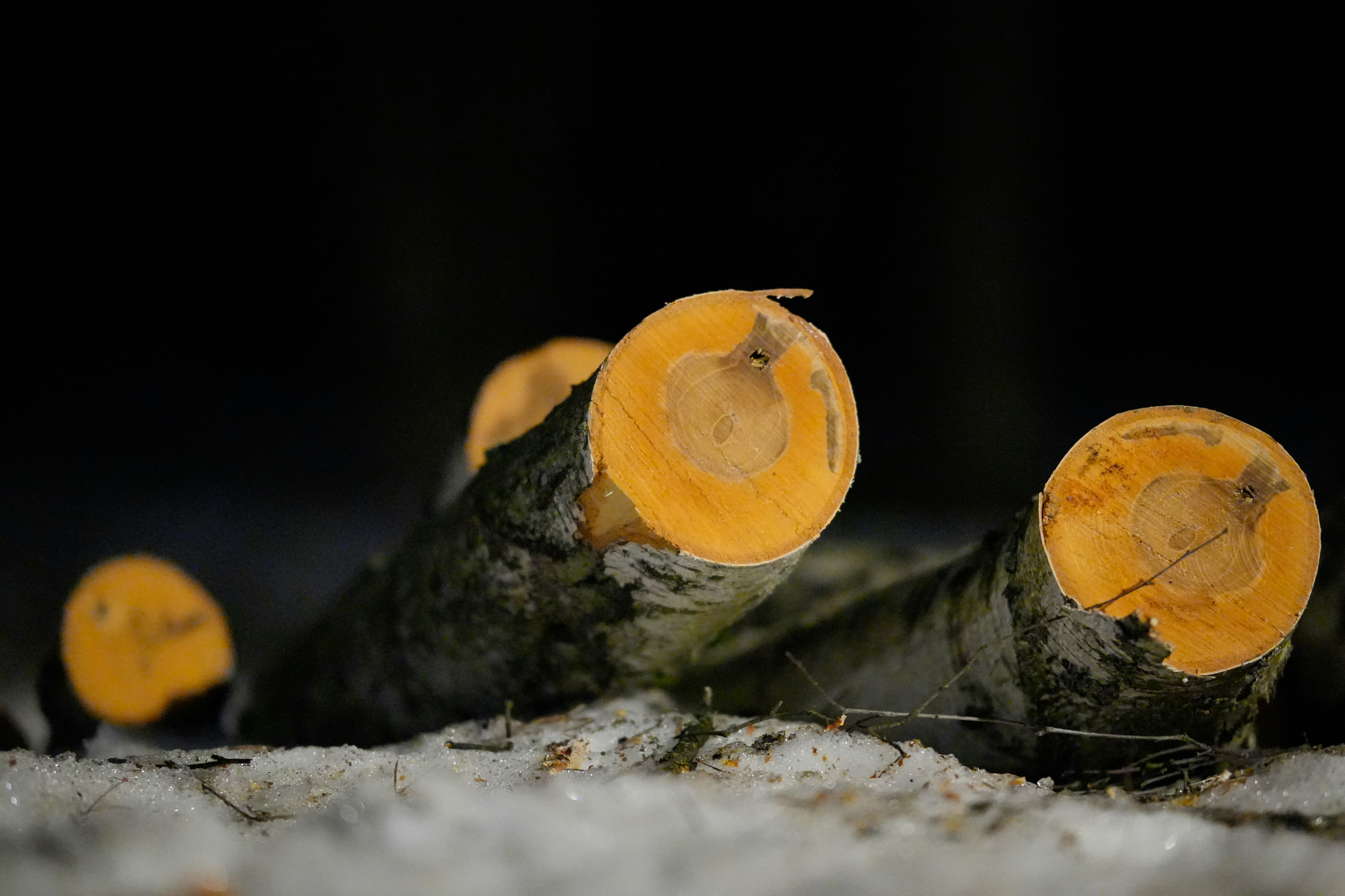 Tronchi appena tagliati con legno arancione brillante