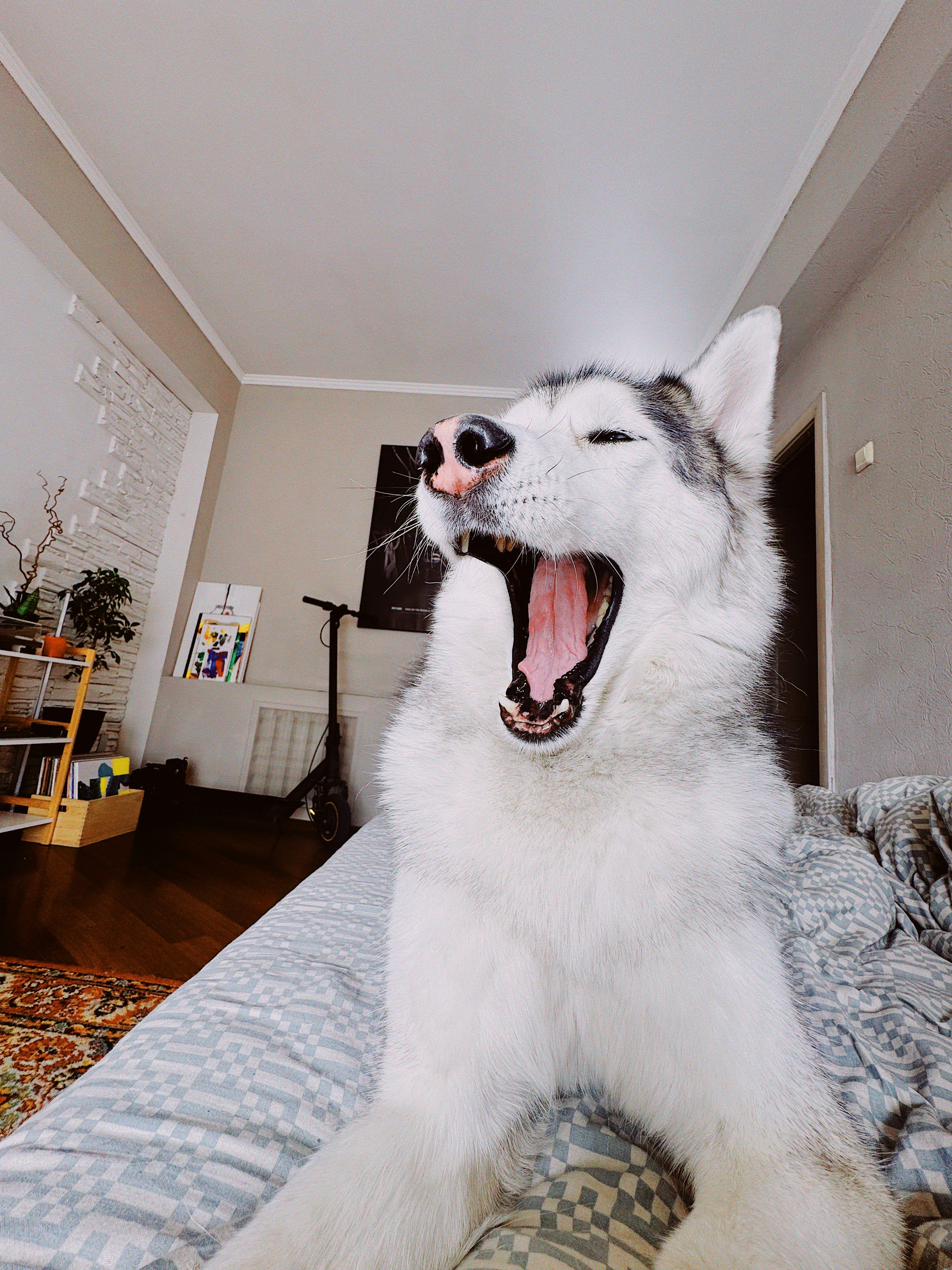 Un cane husky che sbadiglia ampiamente su un letto