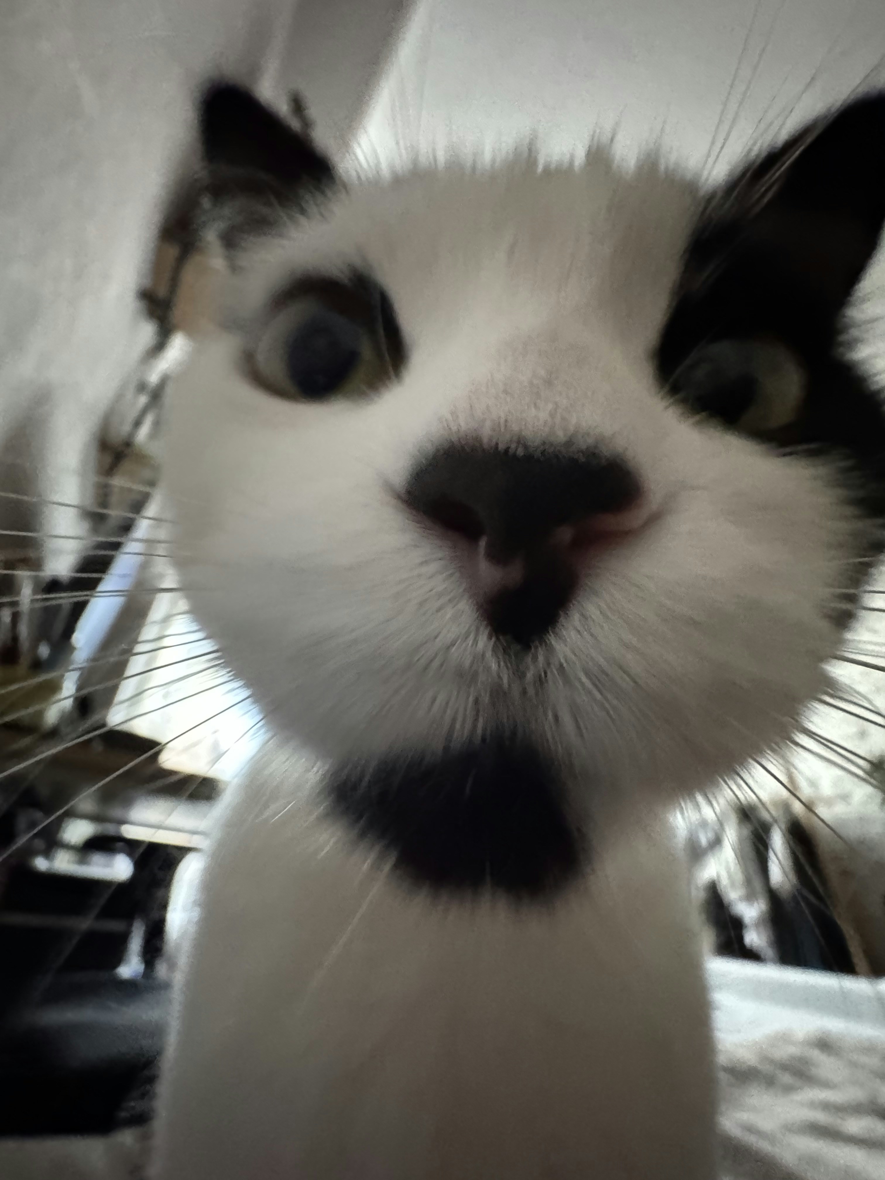 Un gatto bianco e nero guarda direttamente la telecamera.