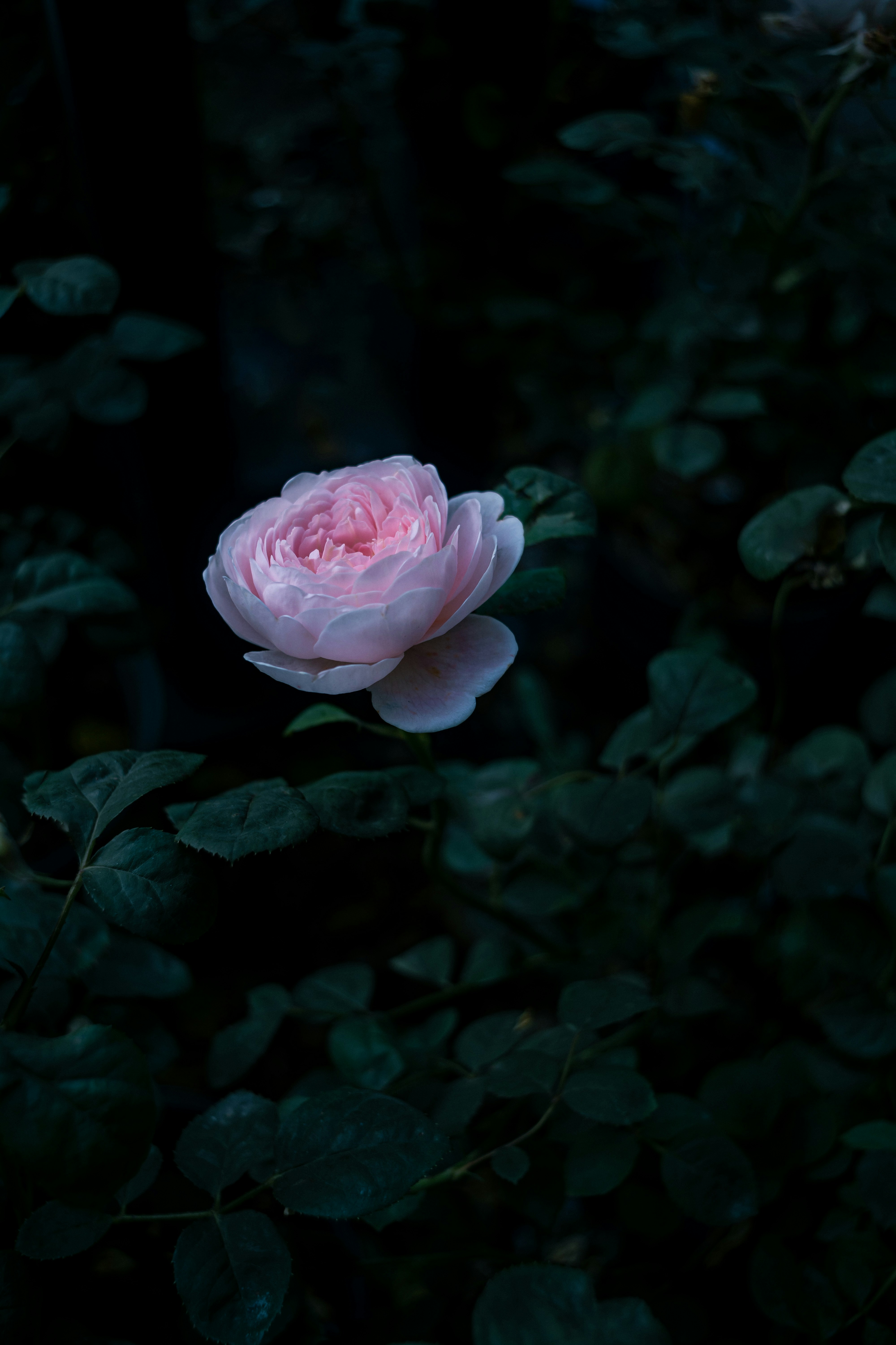 Photo by gchease