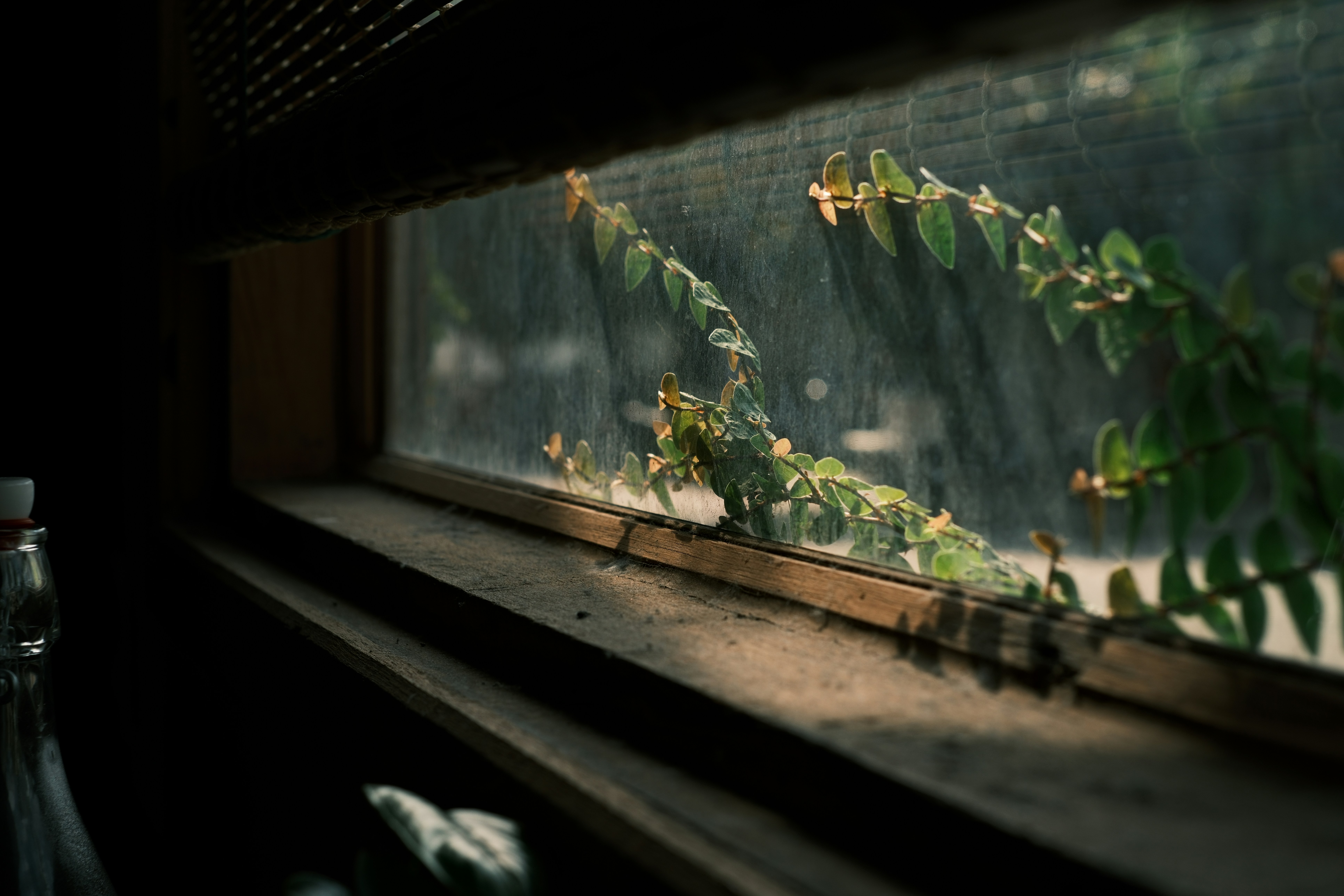 Green vines growing on a dusty window pane
