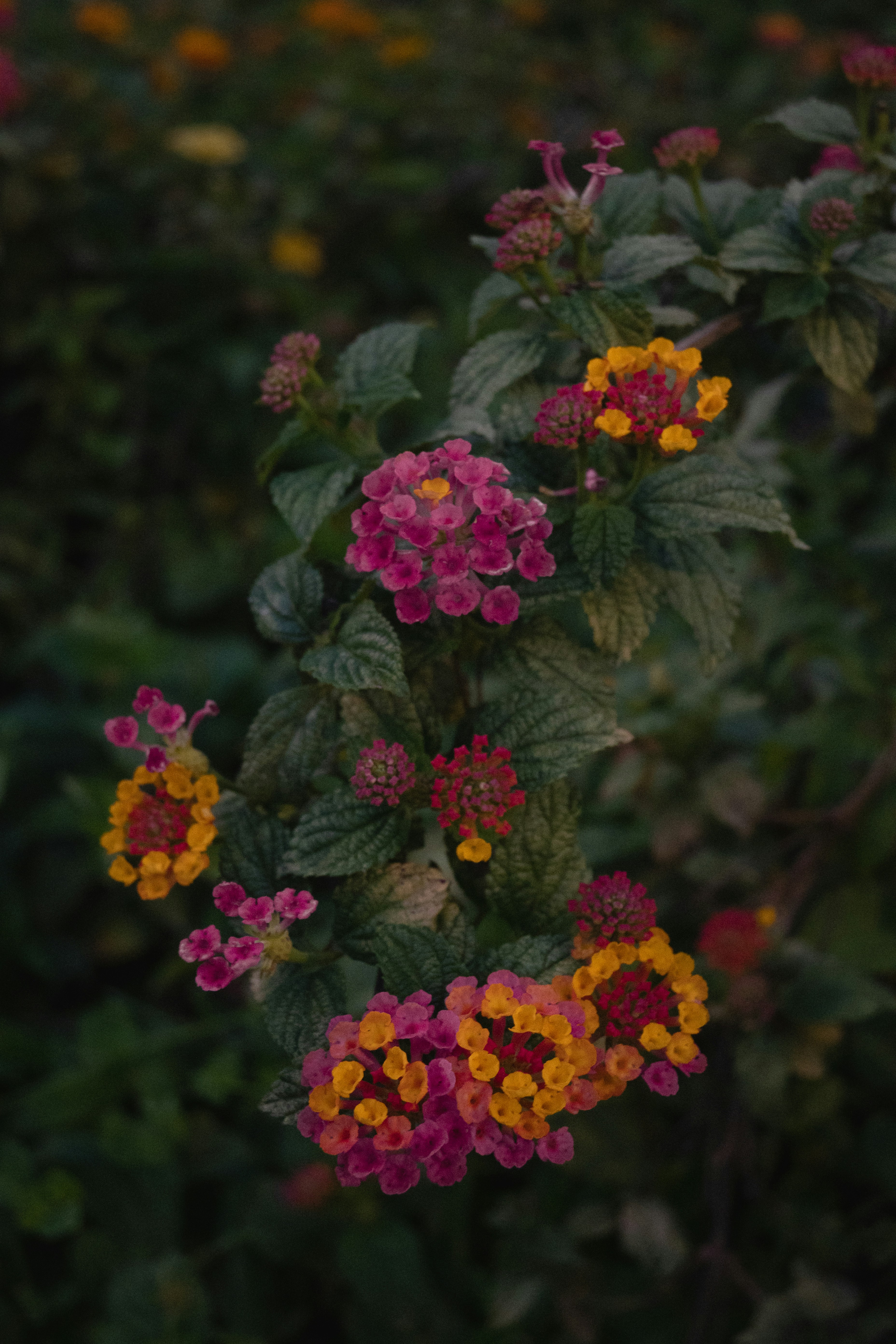 Photo by cherryland