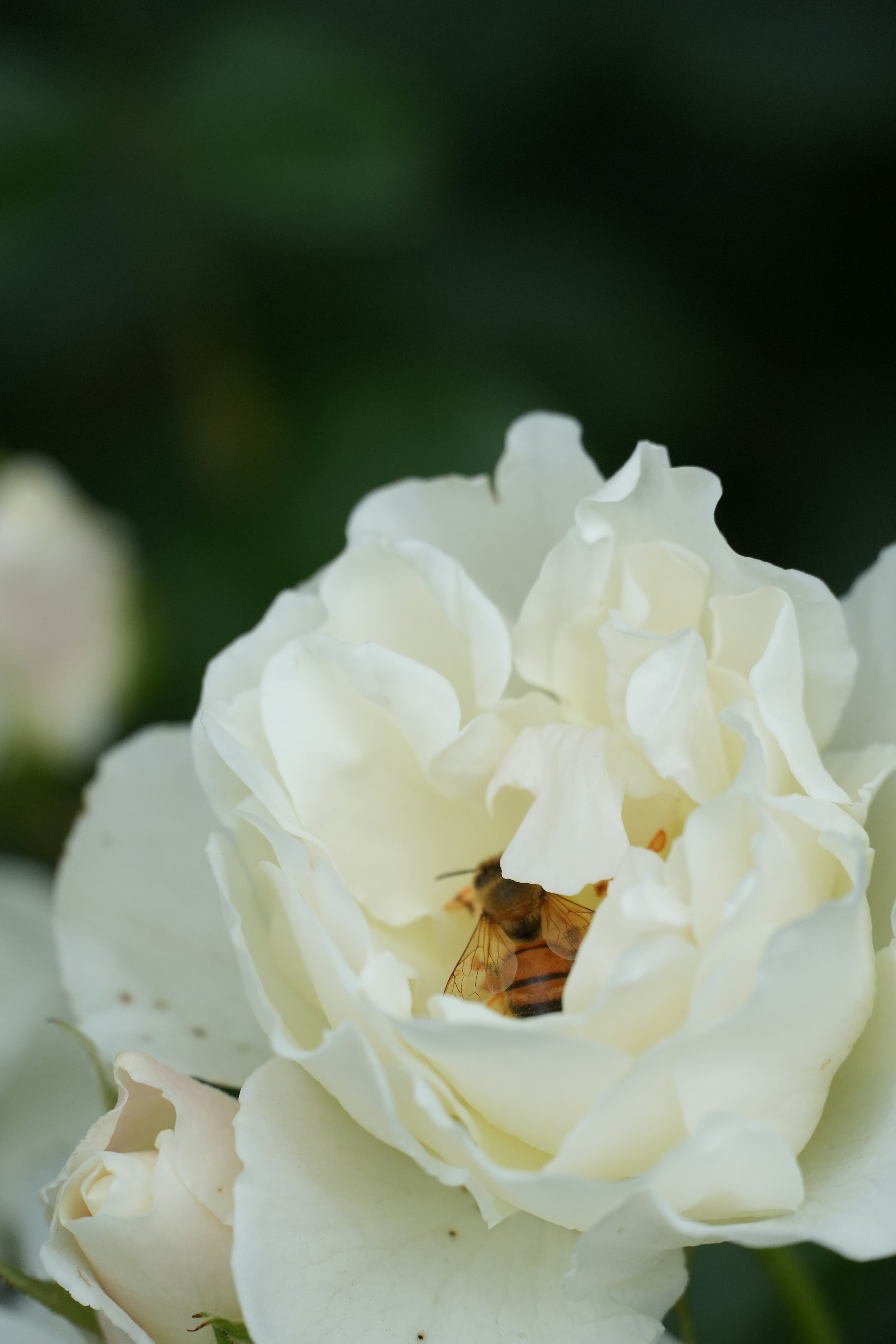 Una abeja está dentro de una rosa blanca.
