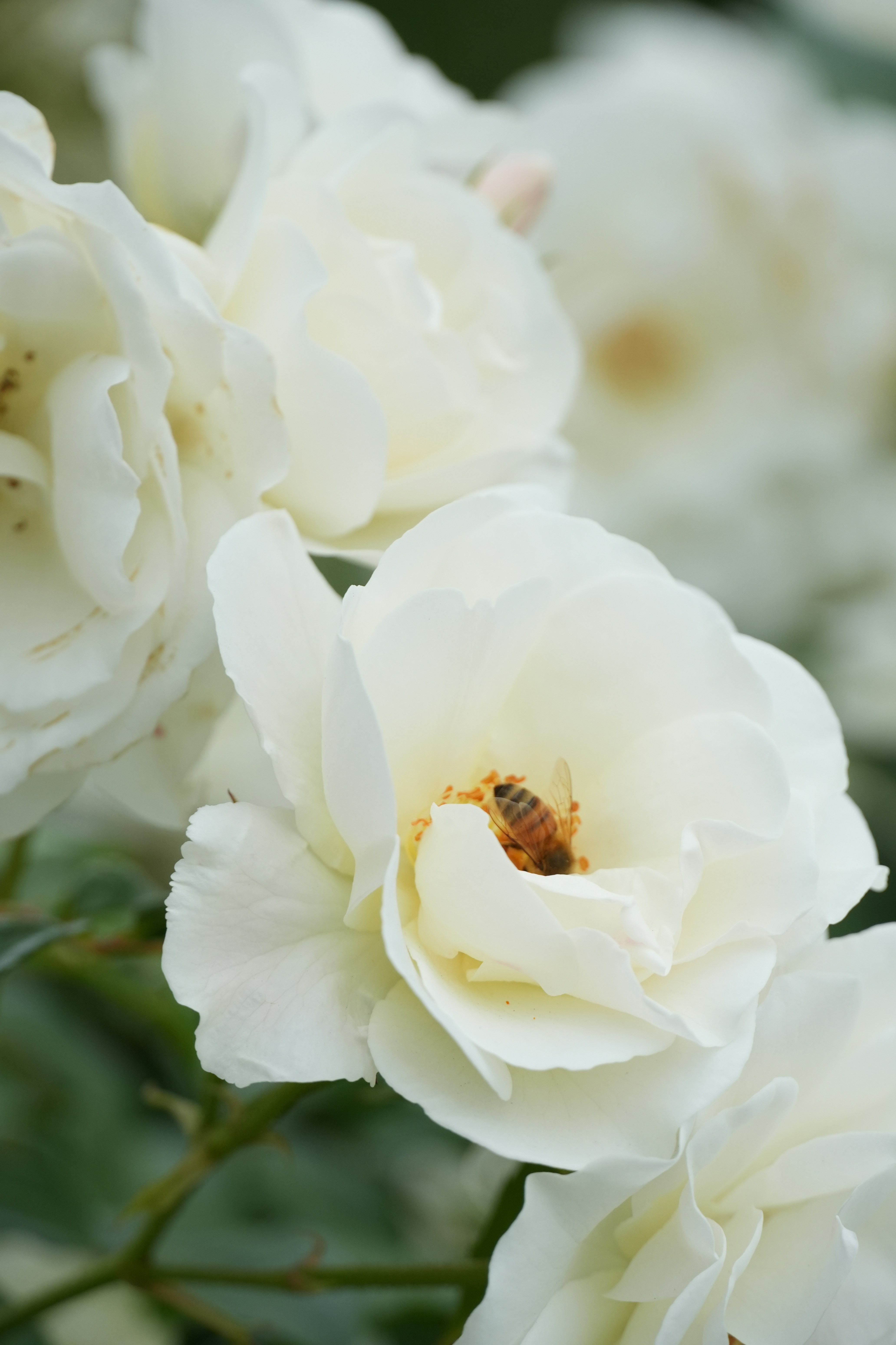Una abeja recoge polen de una rosa blanca.