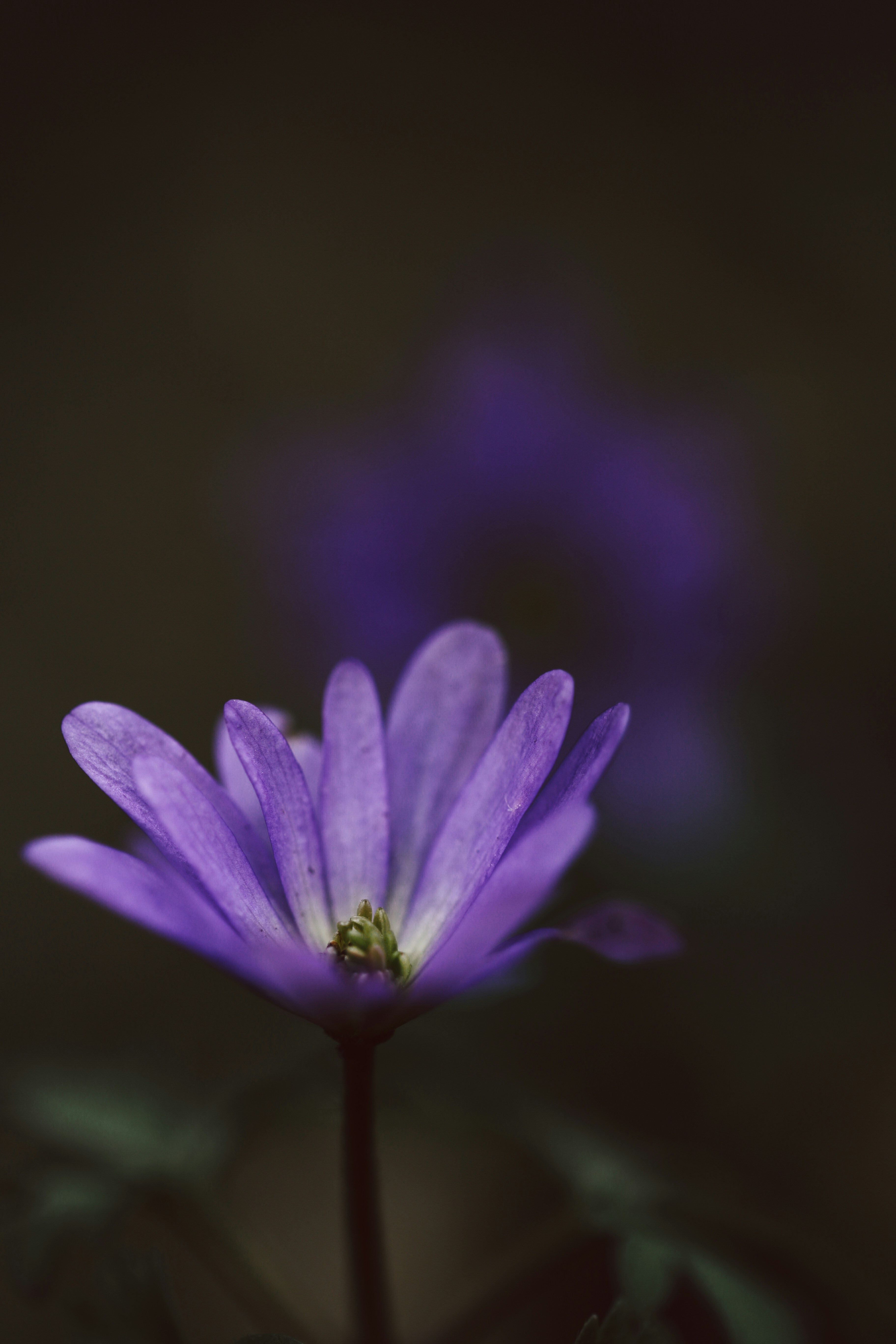 繊細な紫色の花が柔らかな光の中で咲き誇る。