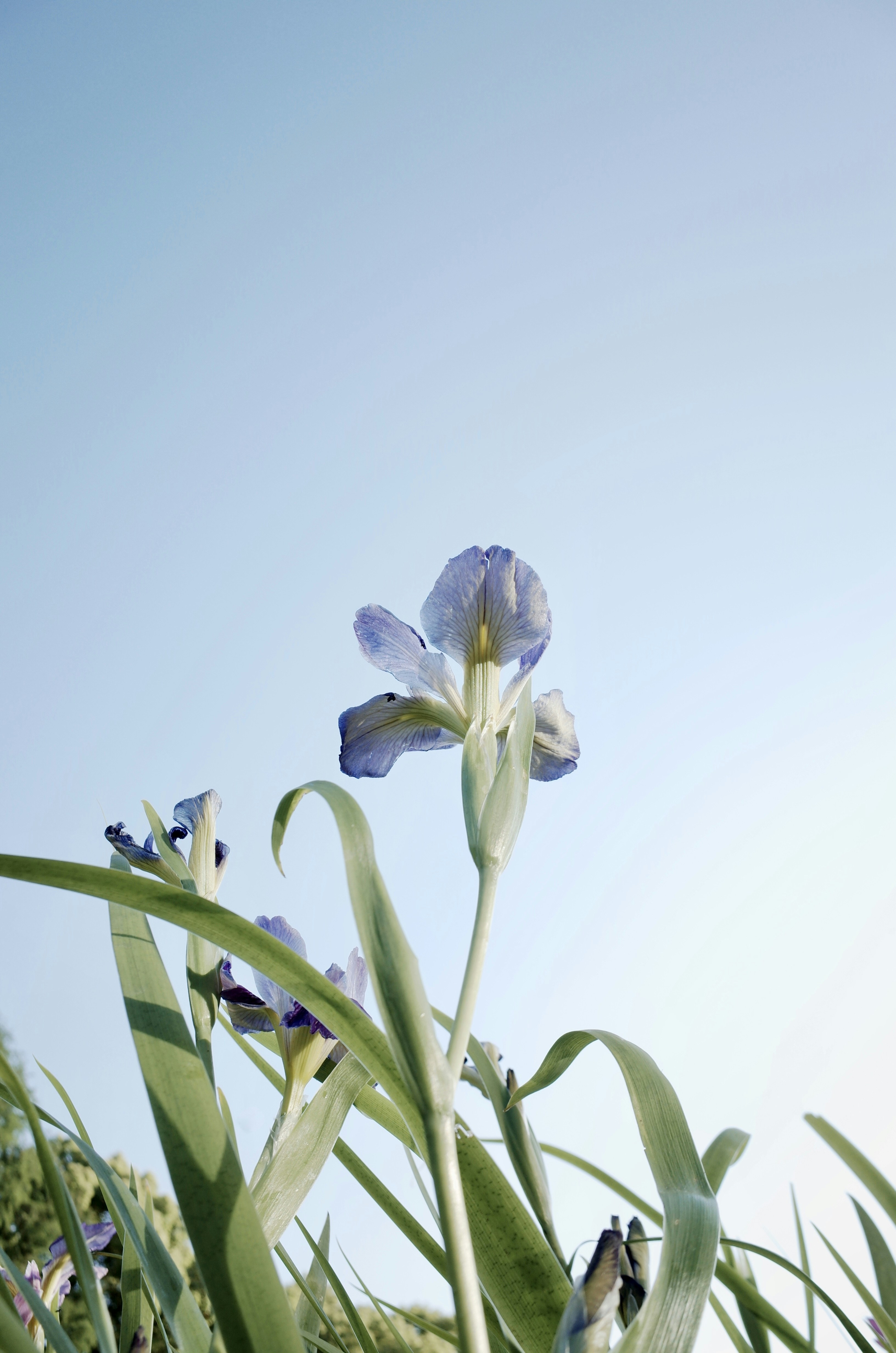 Purple irises bloom against a clear blue sky.