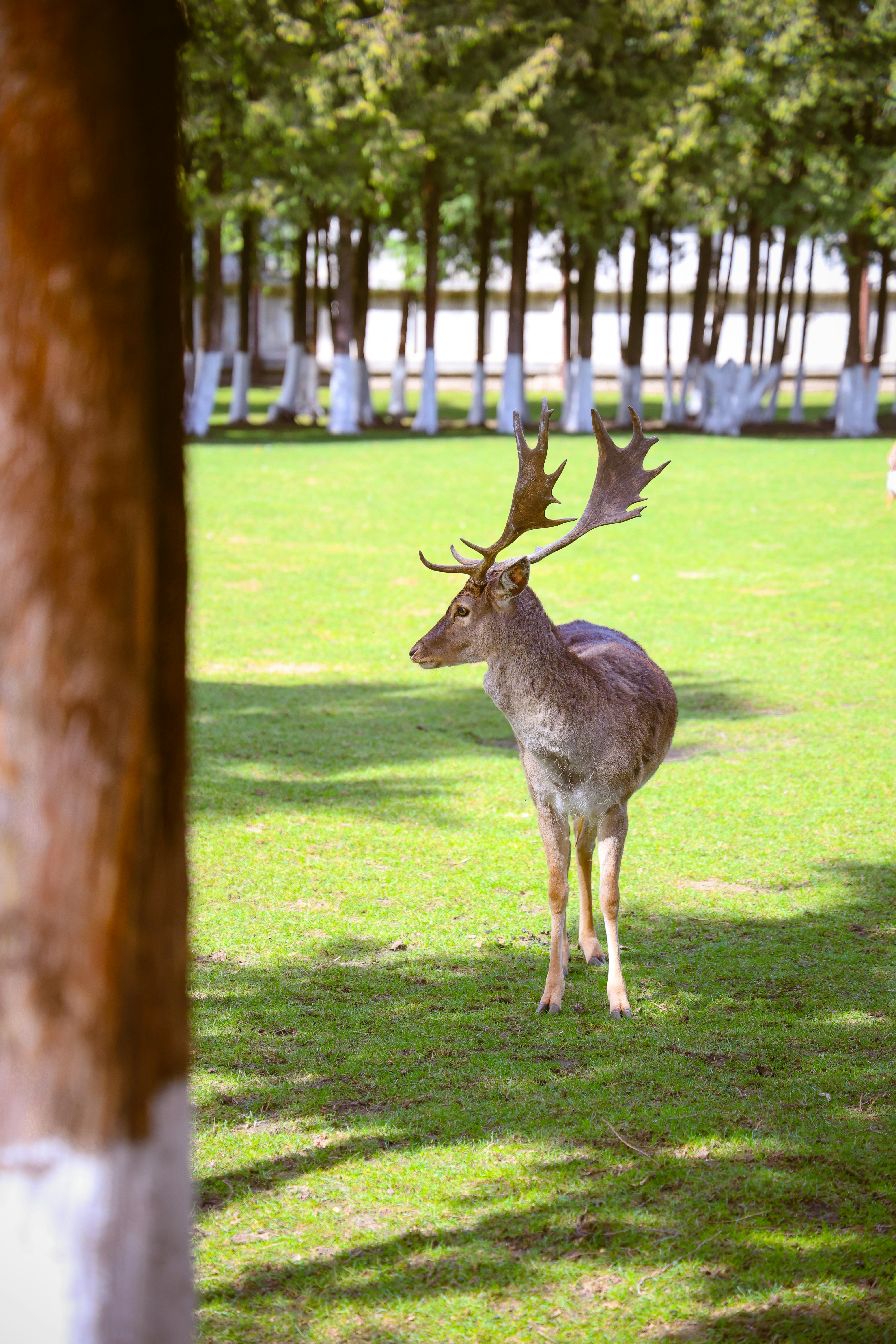 A deer with large antlers standing in a grassy field.