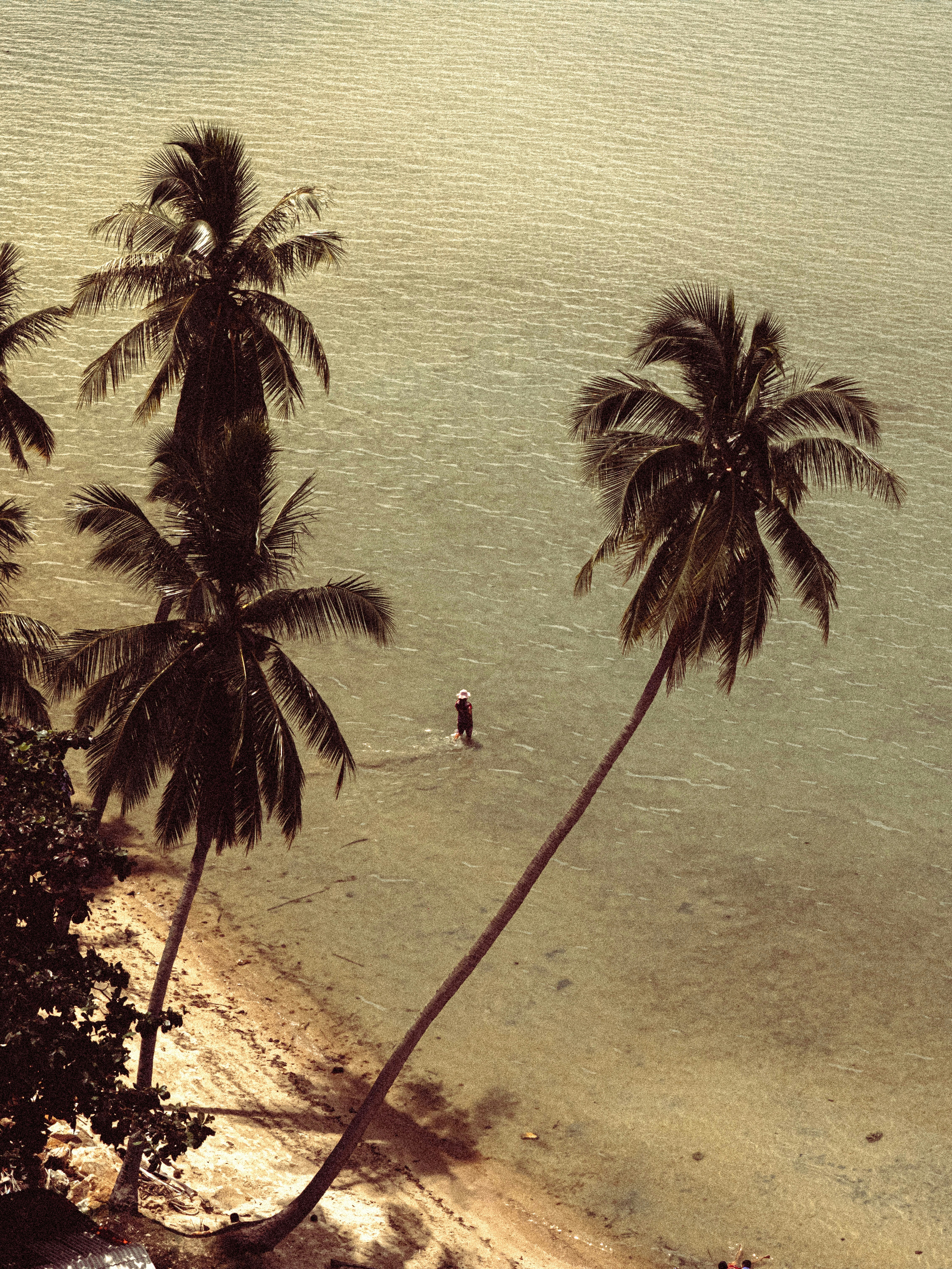 Palmiers sur une plage tropicale à l’eau claire