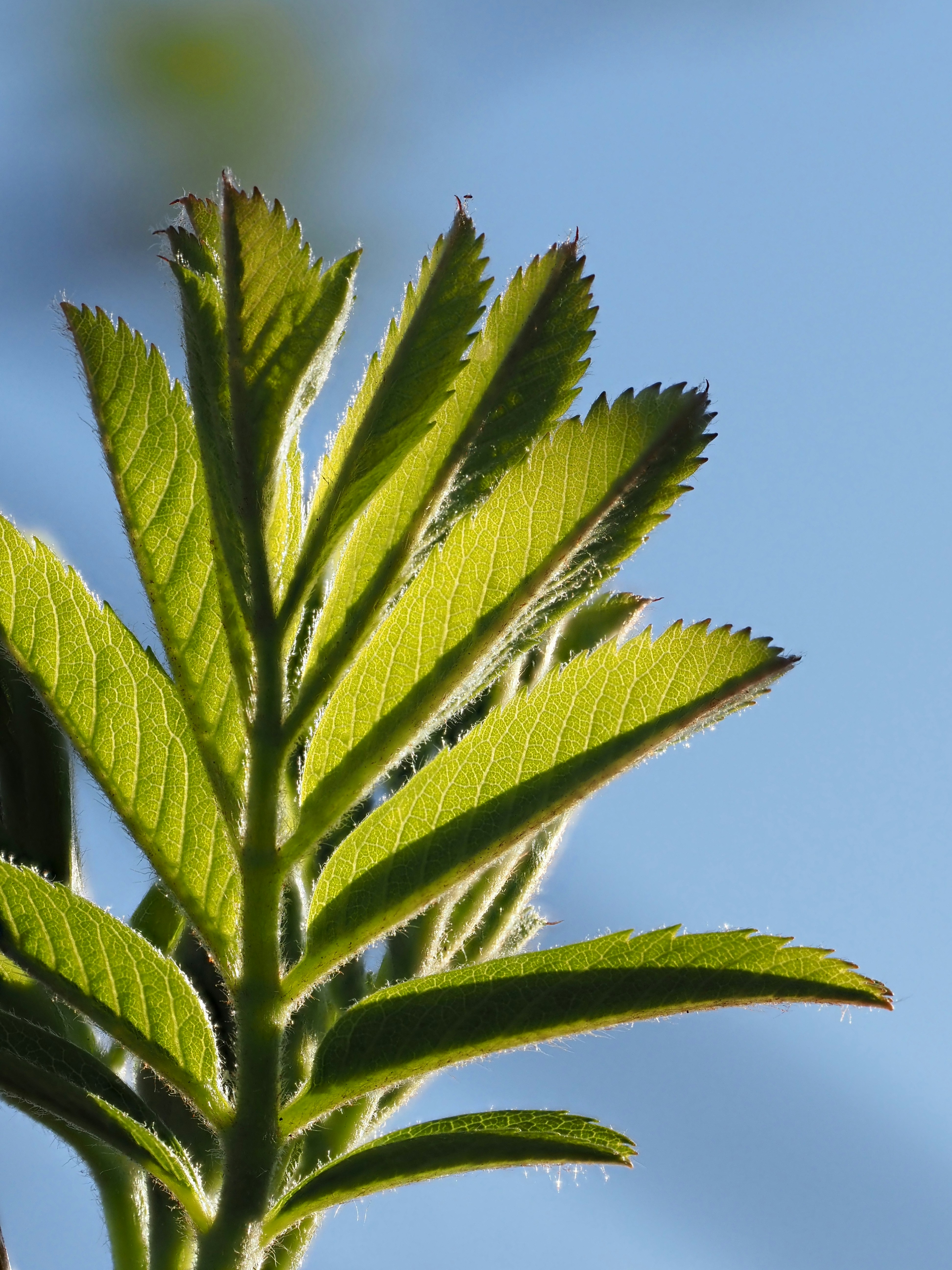 Primer plano de hojas verde brillante contra un cielo azul.