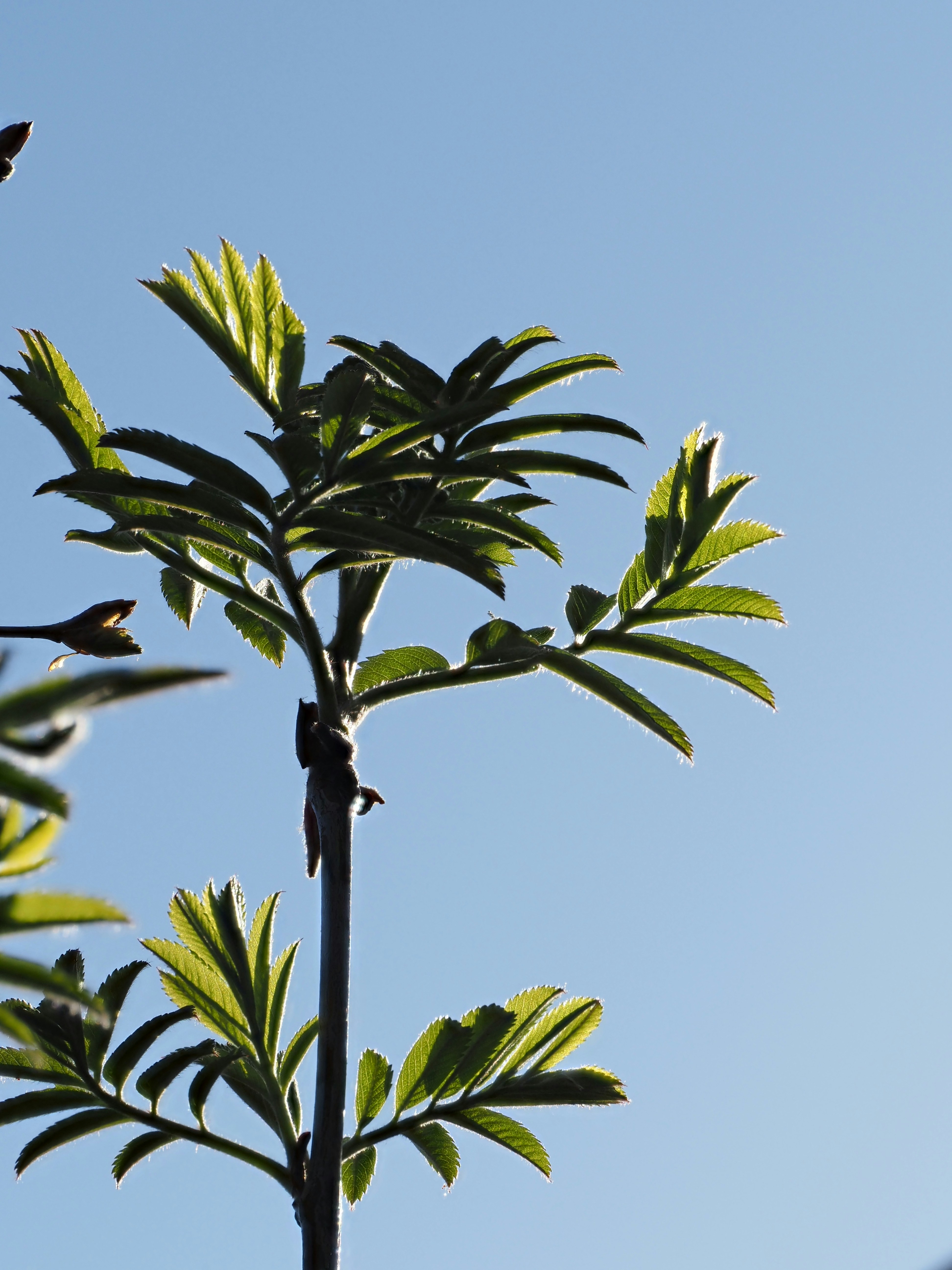 Hojas verdes en una rama delgada contra el cielo azul