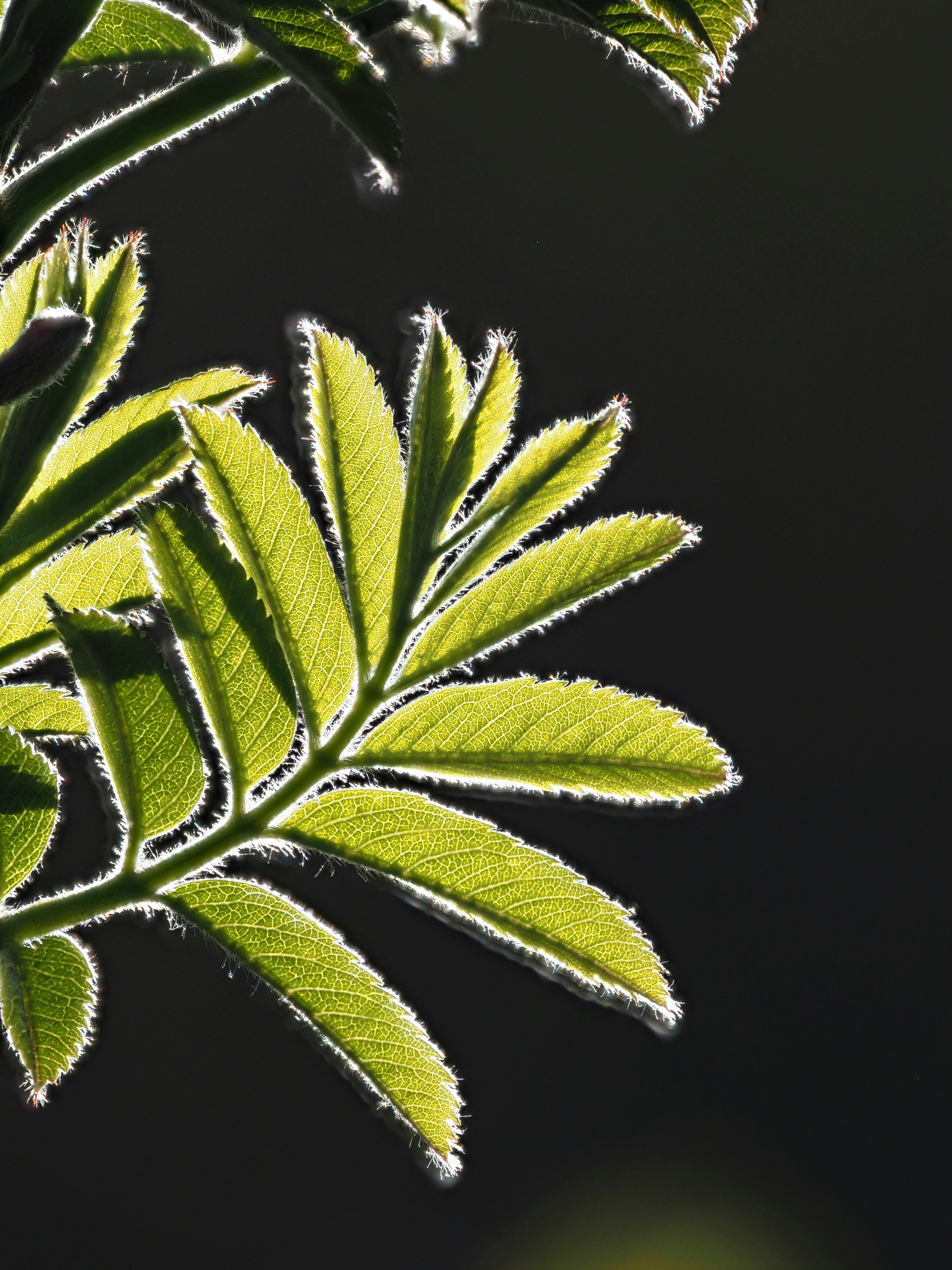 Primer plano de hojas verdes retroiluminadas con bordes difusos