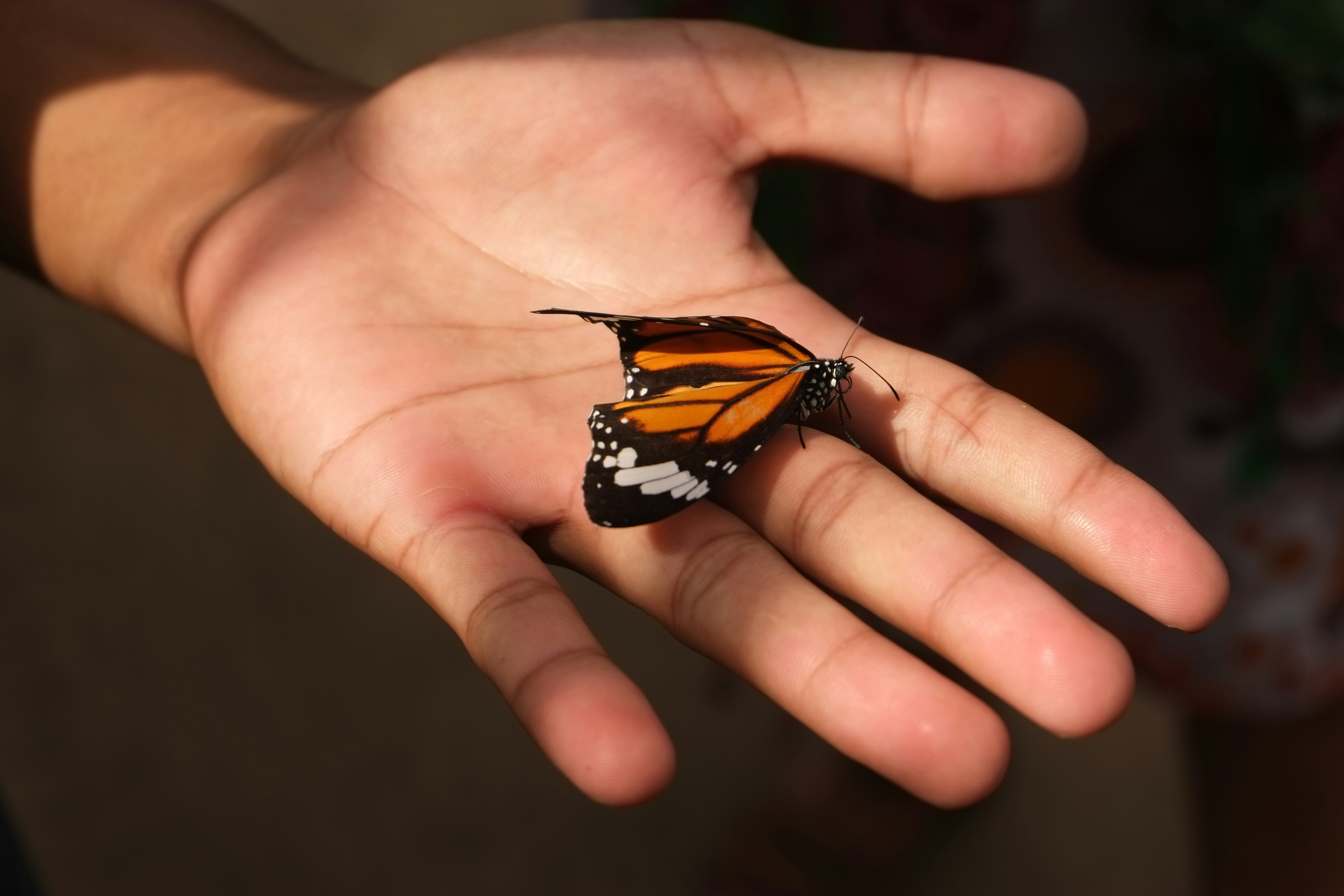 A monarch butterfly rests on an open palm.