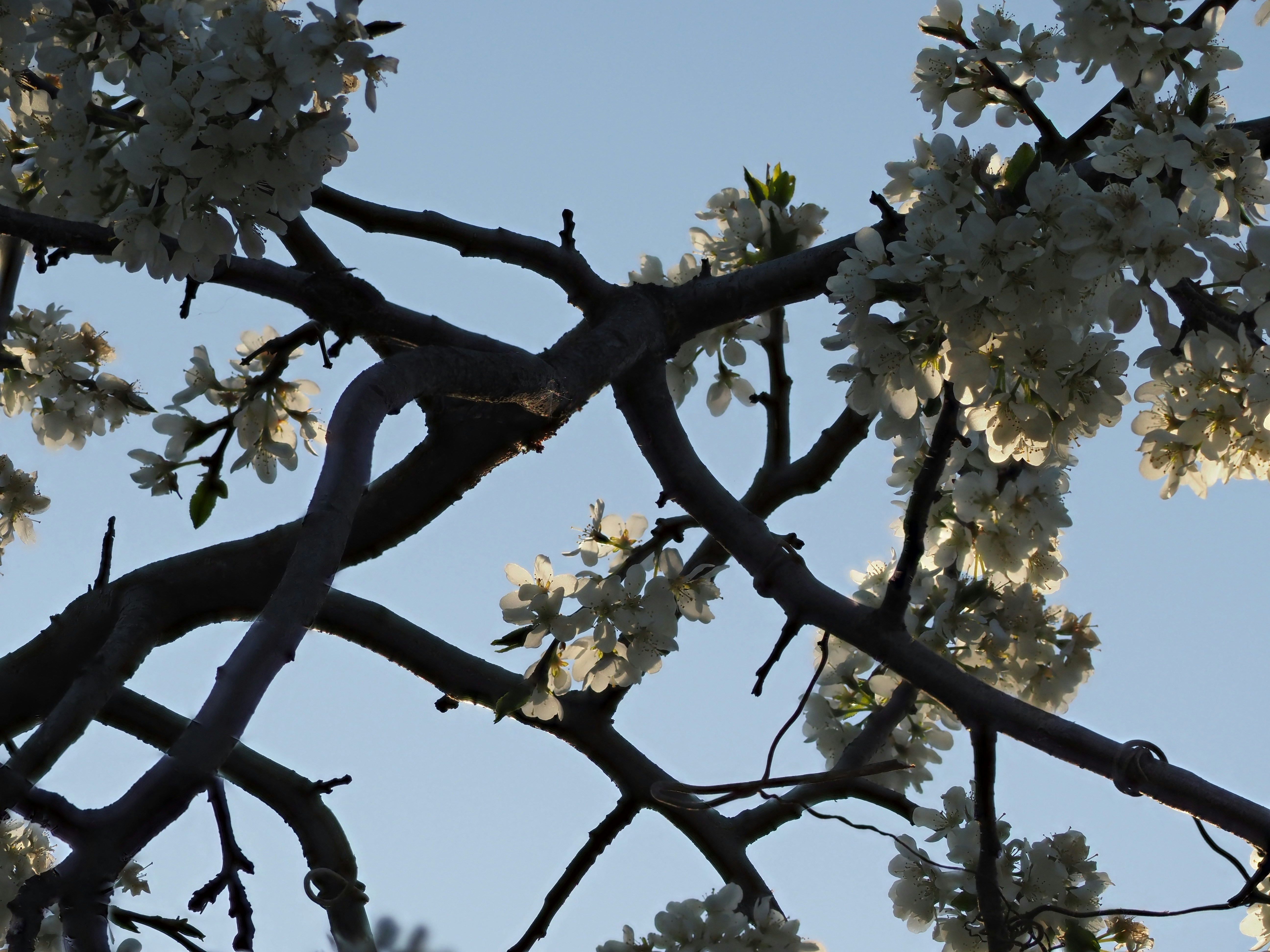 Ramas de un árbol en flor contra el cielo