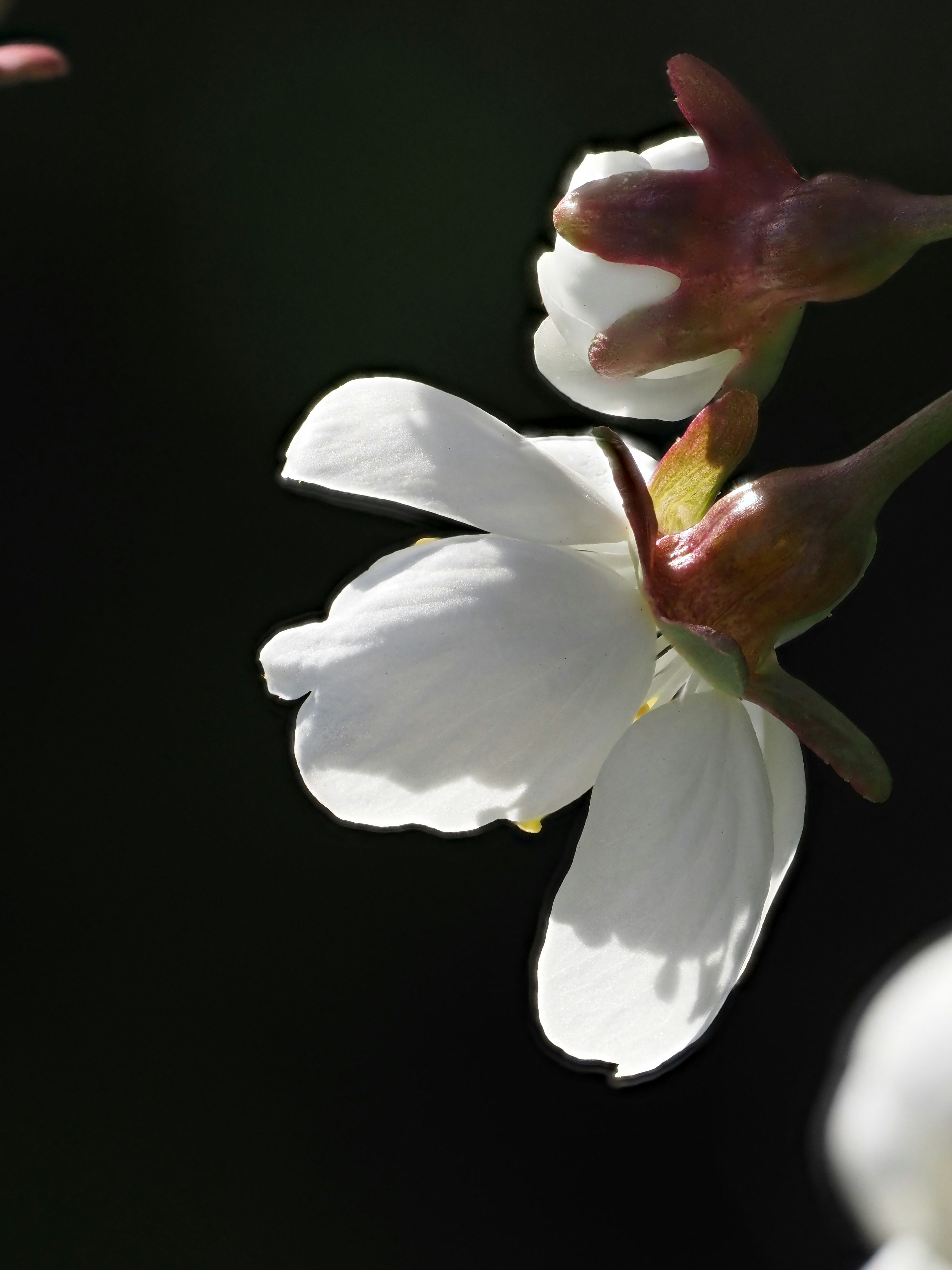 Delicada flor blanca con fondo oscuro.
