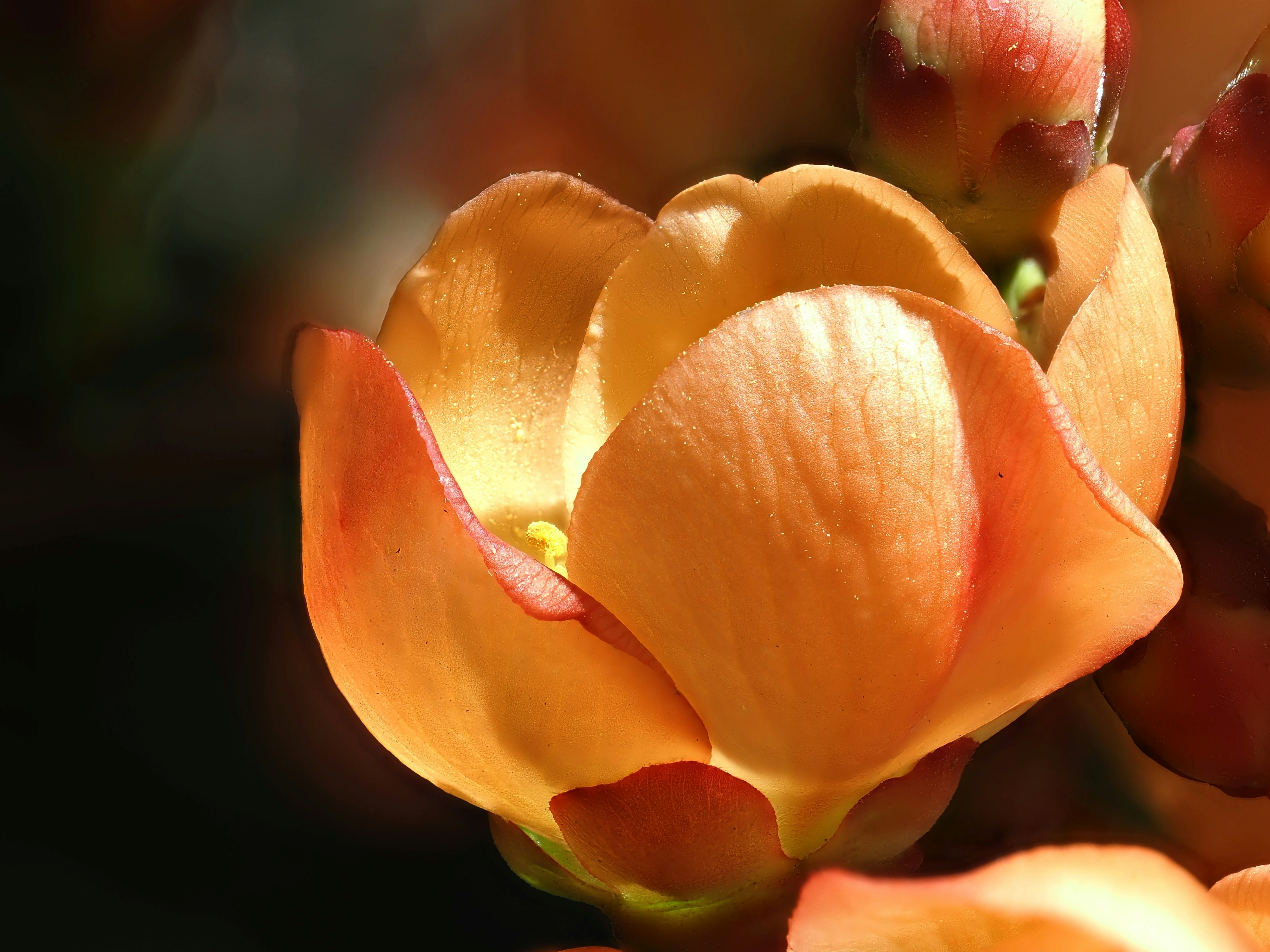 Primer plano de la apertura de un capullo de flor de naranja